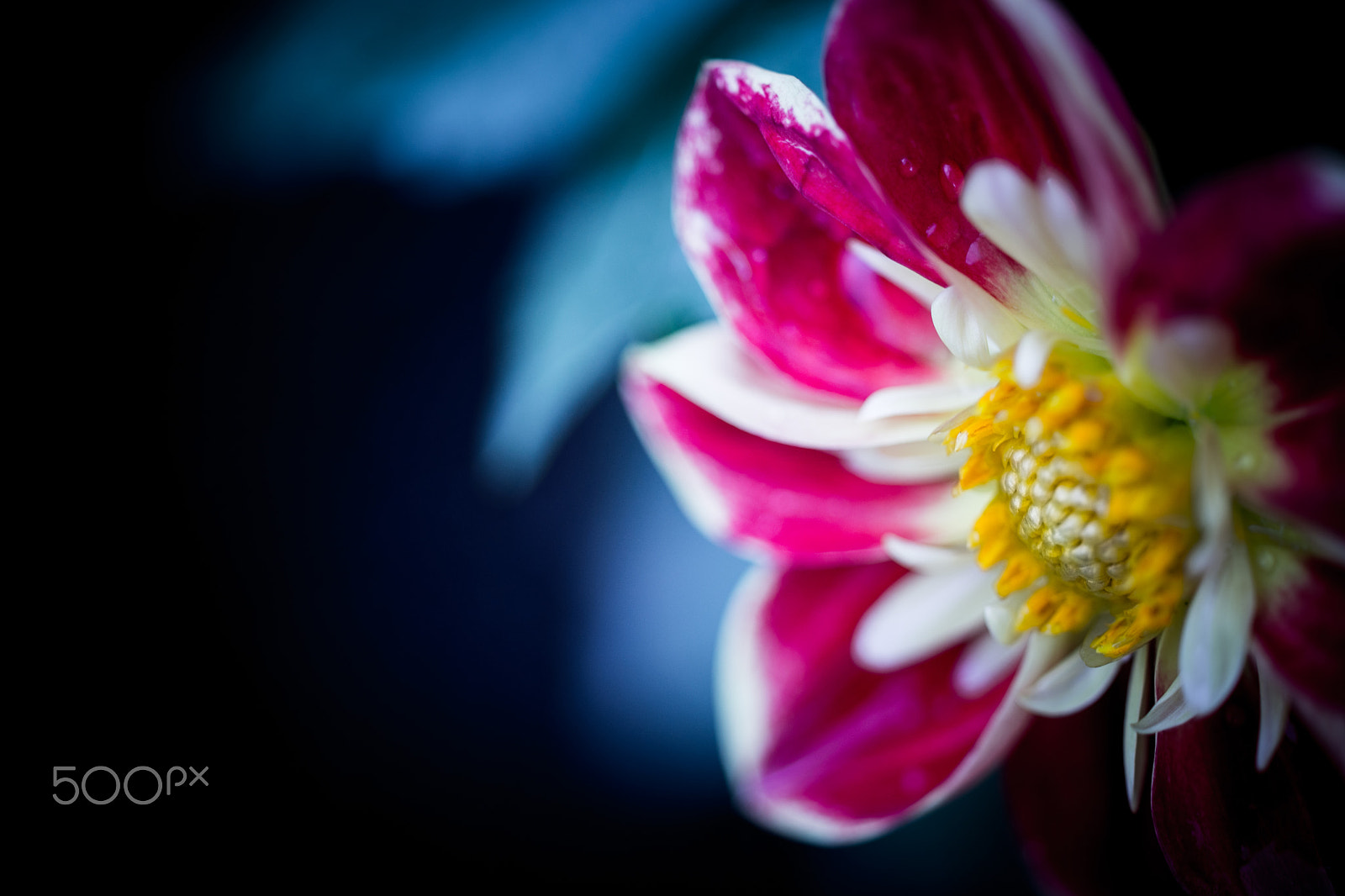 Sony a99 II + Sony 100mm F2.8 Macro sample photo. Insecure photography