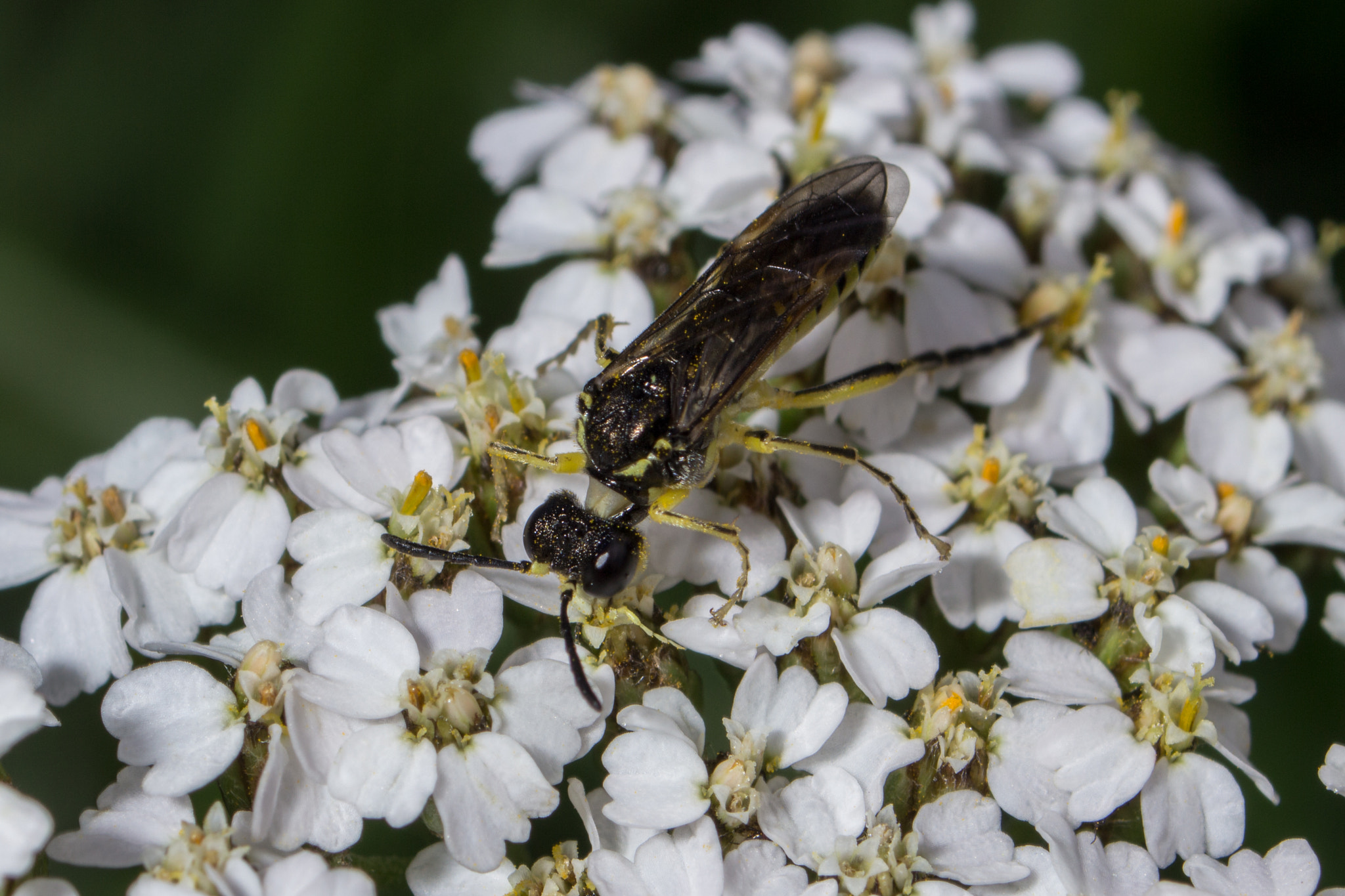 Canon EF 35-70mm f/3.5-4.5A sample photo. Macro 4 photography