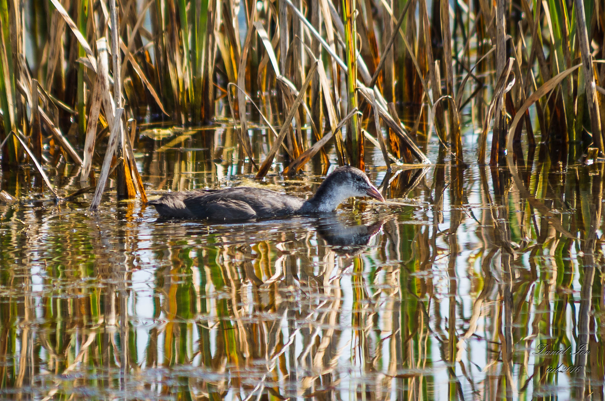 smc PENTAX-FA 80-320mm F4.5-5.6 sample photo. Fulica atra photography