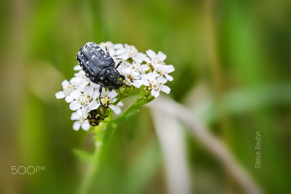 Sigma 150mm F2.8 EX DG OS Macro HSM sample photo. Black on white photography