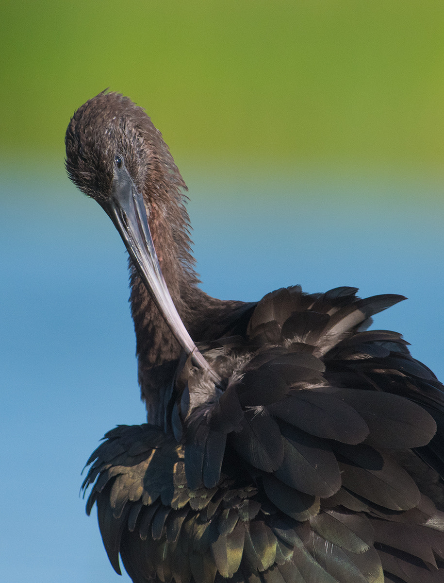 Nikon AF-S Nikkor 300mm F2.8G ED-IF VR sample photo. Ibis photography