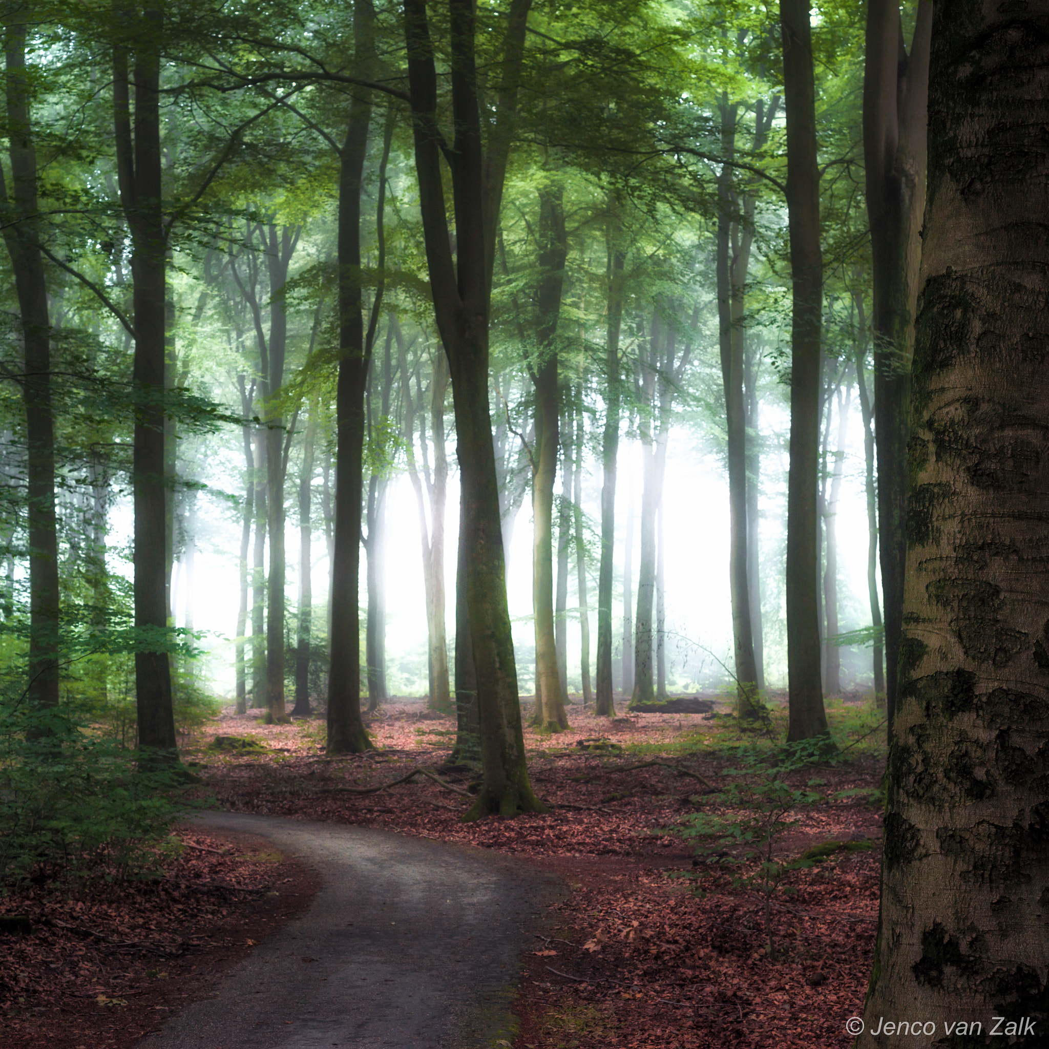 Nikon D800 + AF Nikkor 50mm f/1.8 sample photo. Early morning in the forrest photography