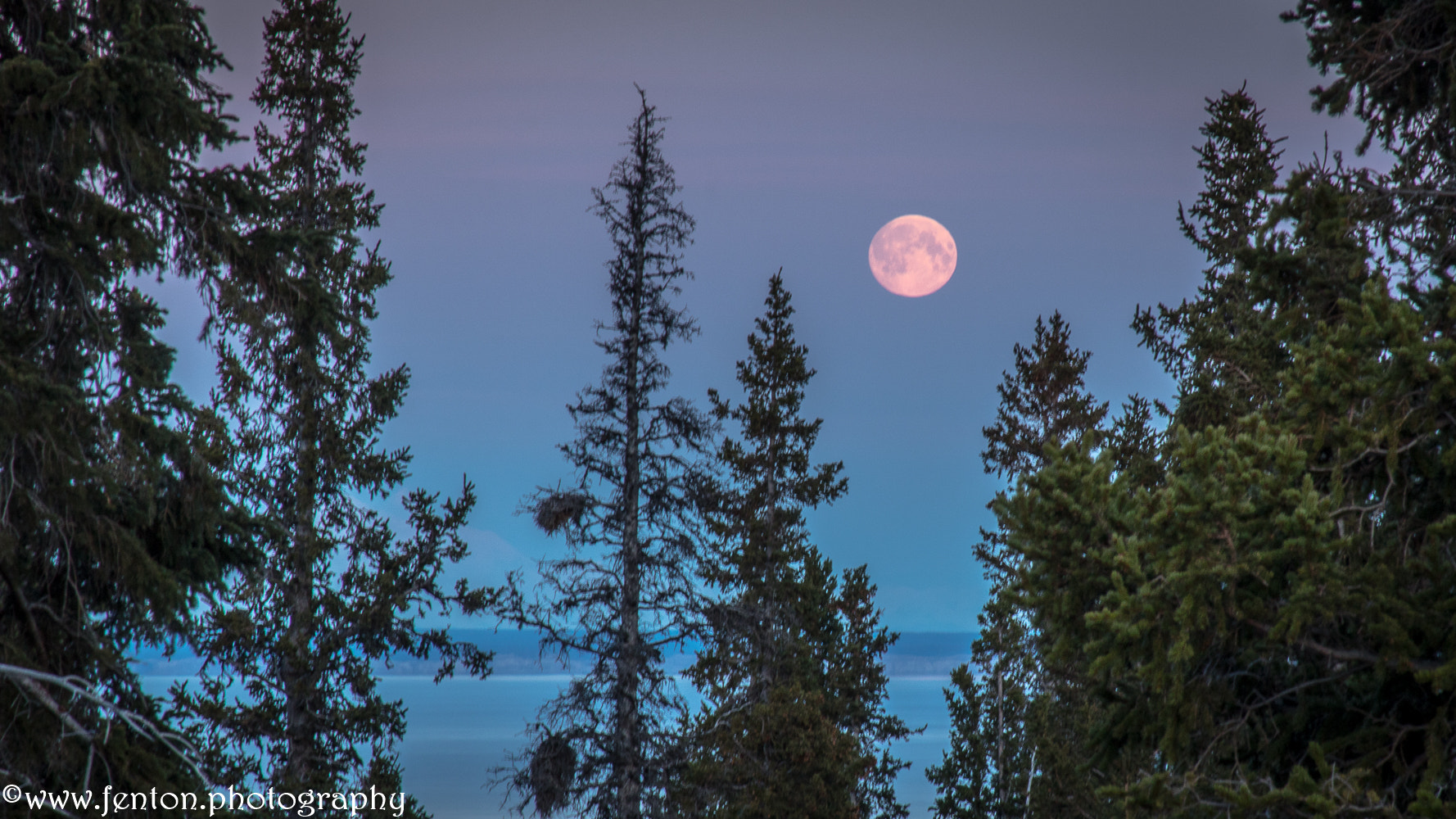 Canon EOS 760D (EOS Rebel T6s / EOS 8000D) sample photo. Full pink moon photography