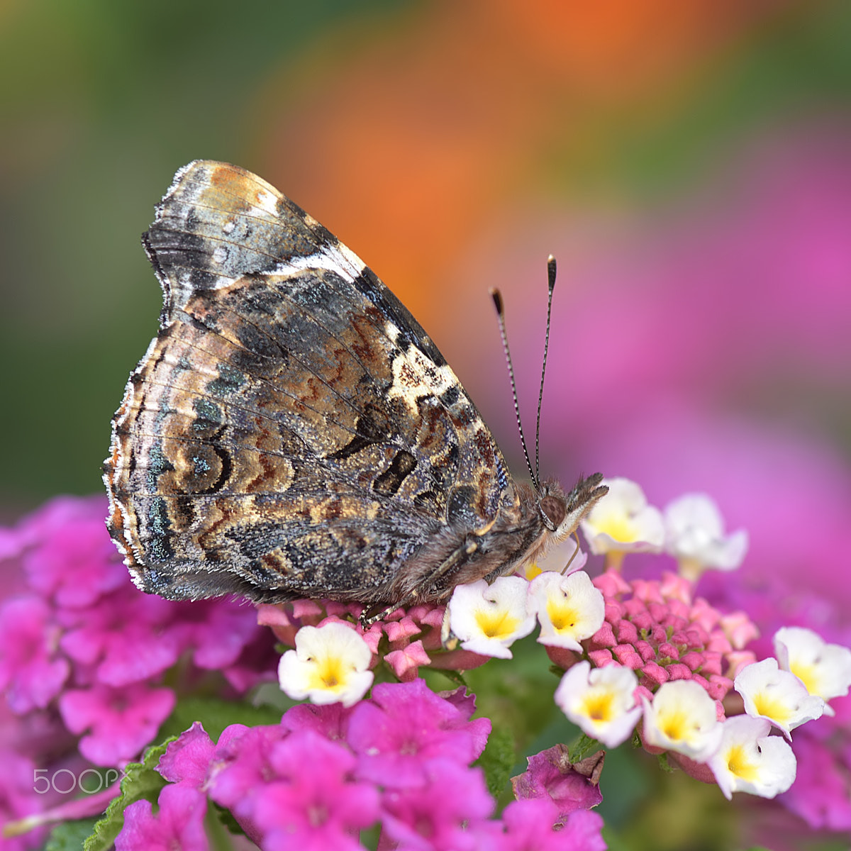 Nikon D810 + AF Zoom-Nikkor 35-80mm f/4-5.6D sample photo. Vanessa cardui sul fiore di lantana photography