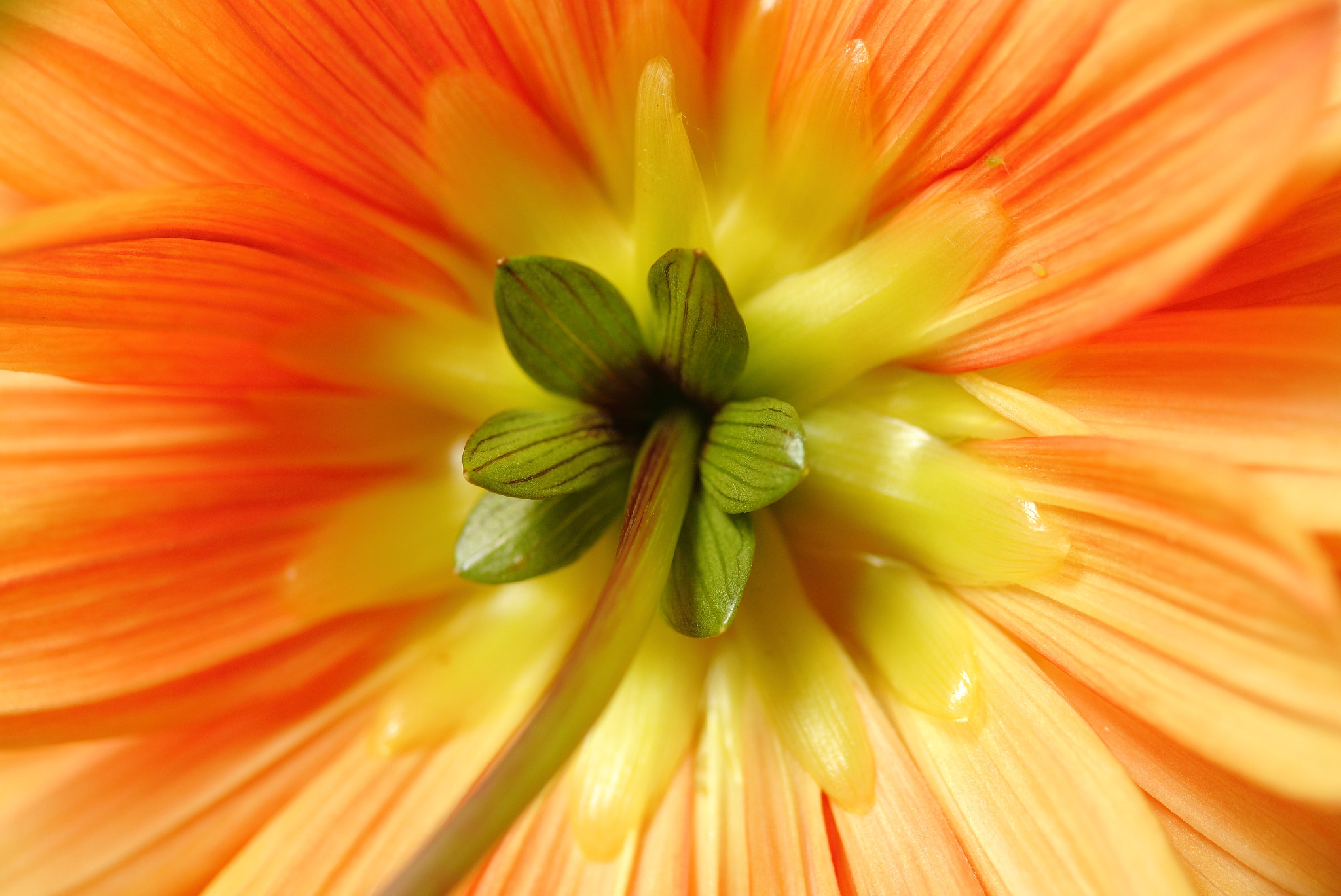Canon EF-S 60mm F2.8 Macro USM sample photo. The other side photography