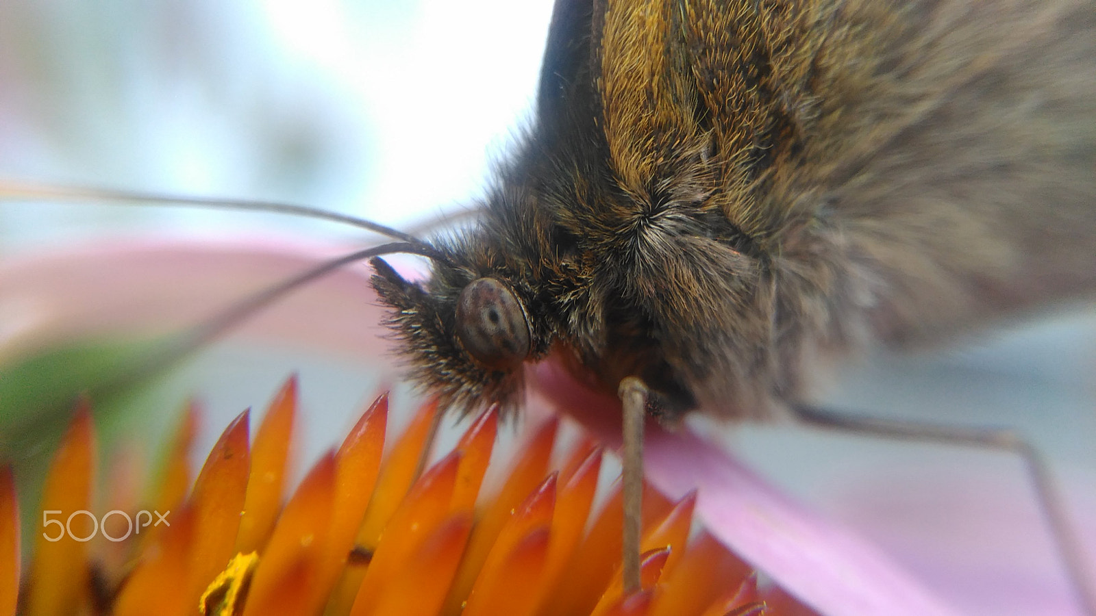 HUAWEI G620S-L01 sample photo. Cute butterfly photography