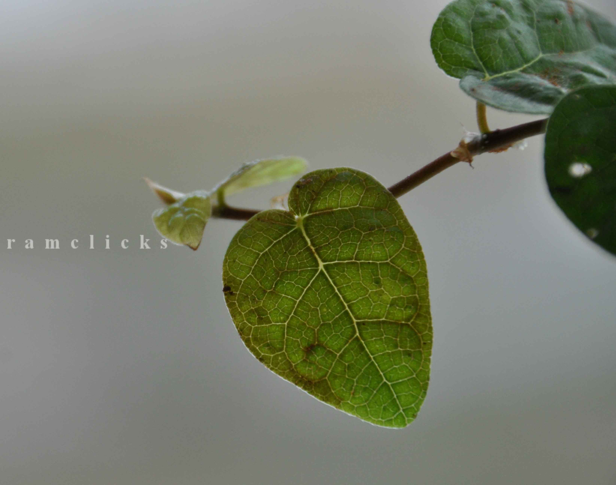 Sigma 18-250mm F3.5-6.3 DC Macro OS HSM sample photo. Creeping fig photography