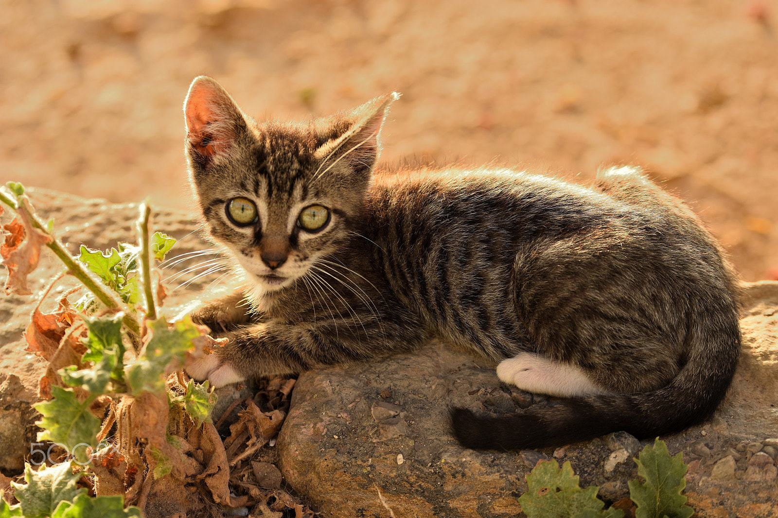 Tamron SP 70-200mm F2.8 Di VC USD sample photo. Little cat ii photography