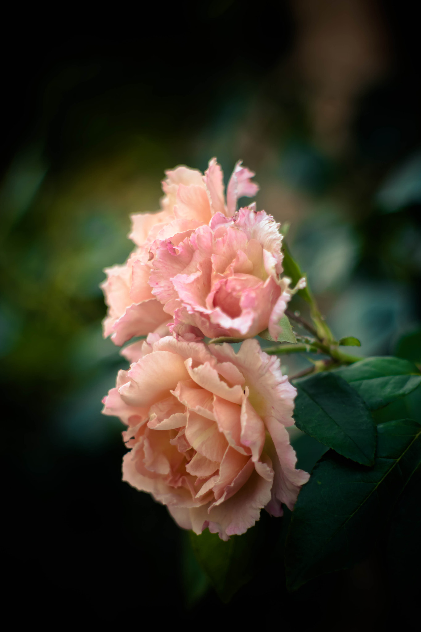 Canon EF 35-80mm f/4-5.6 sample photo