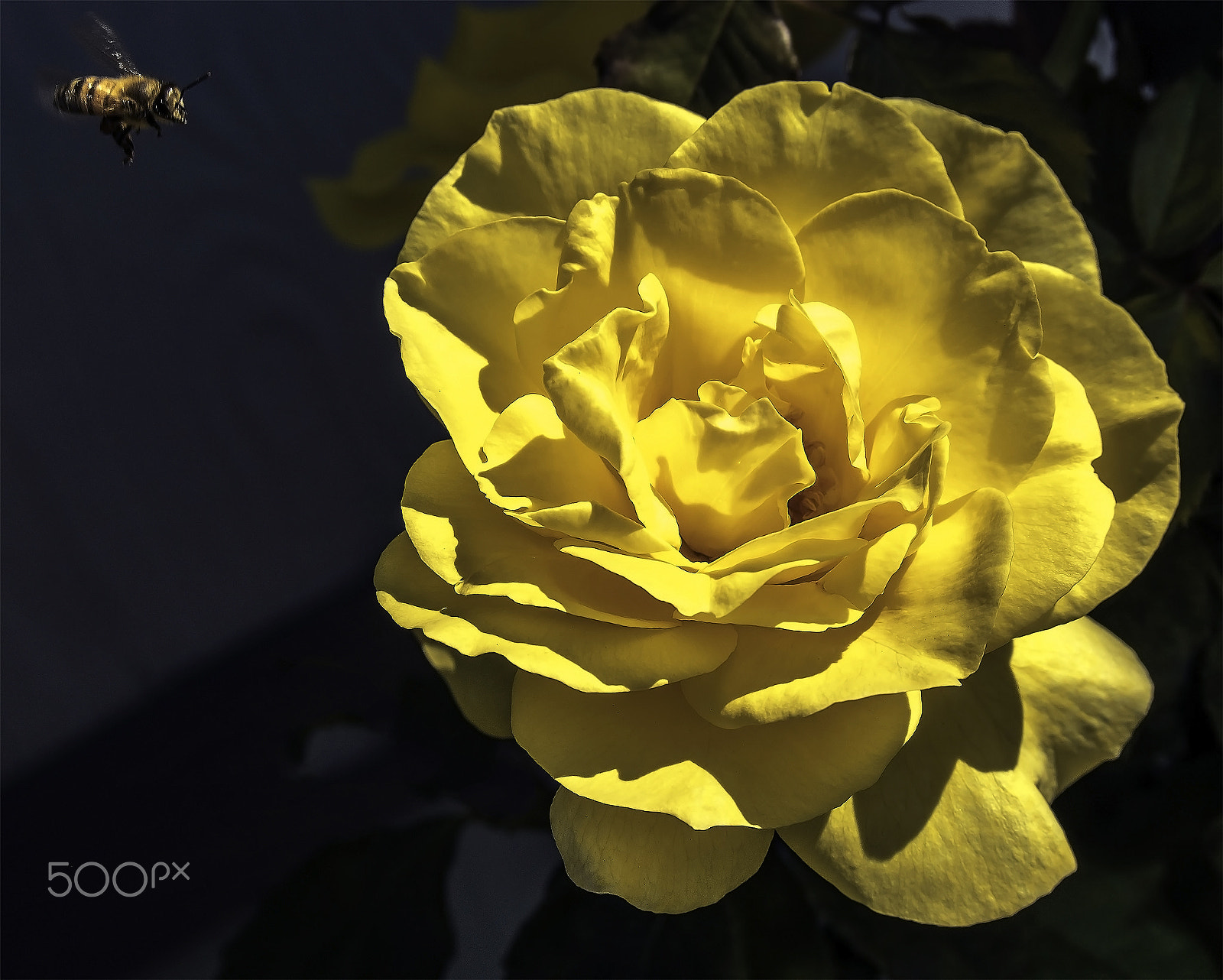 Olympus PEN E-PL7 sample photo. Nectar harvest landing bee photography