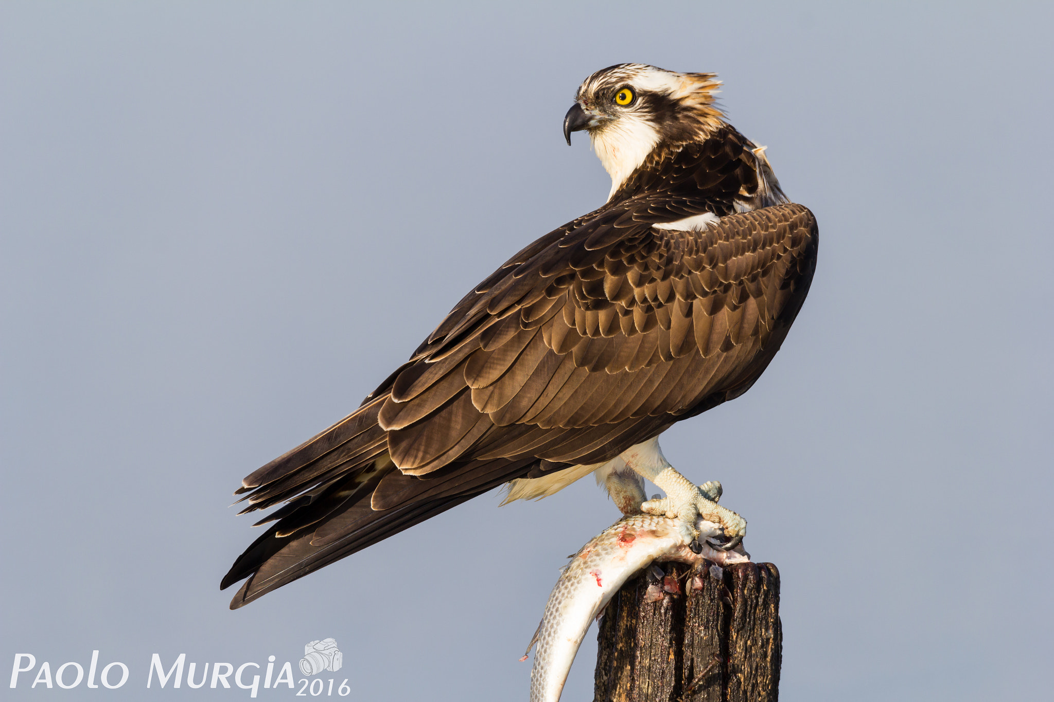 150-600mm F5-6.3 DG OS HSM | Sports 014 sample photo. Falco pescatore photography