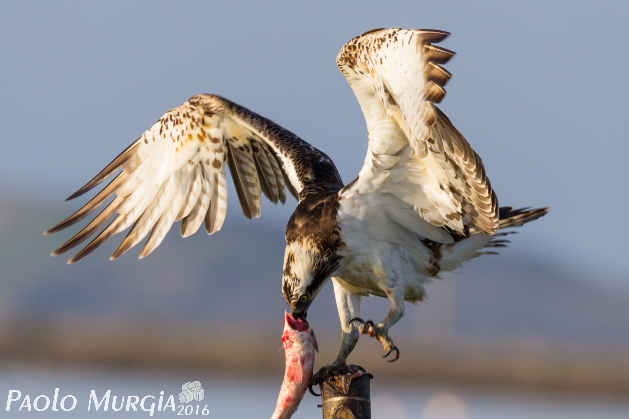 150-600mm F5-6.3 DG OS HSM | Sports 014 sample photo. Falco pescatore photography