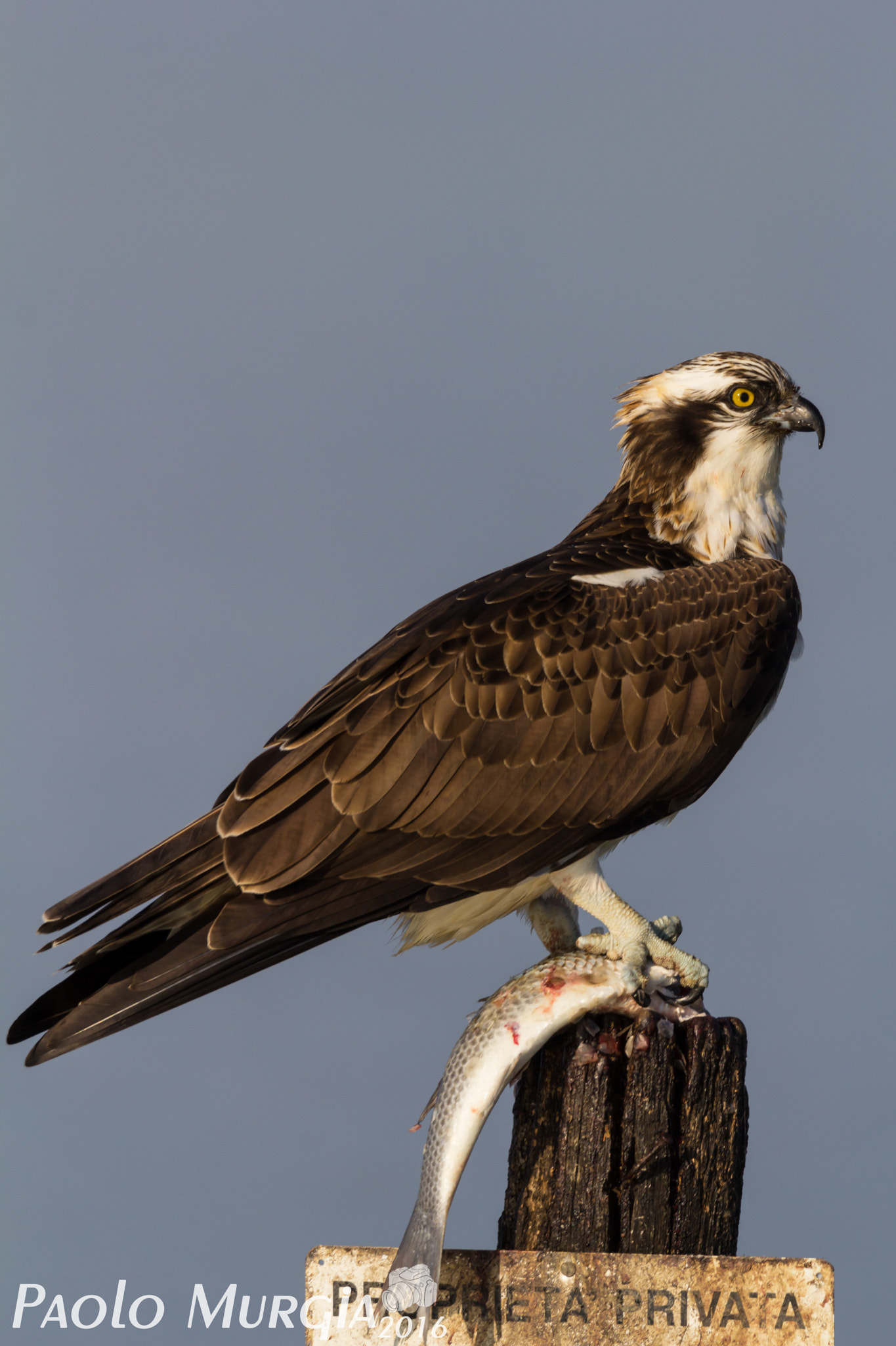 150-600mm F5-6.3 DG OS HSM | Sports 014 sample photo. Falco pescatore photography
