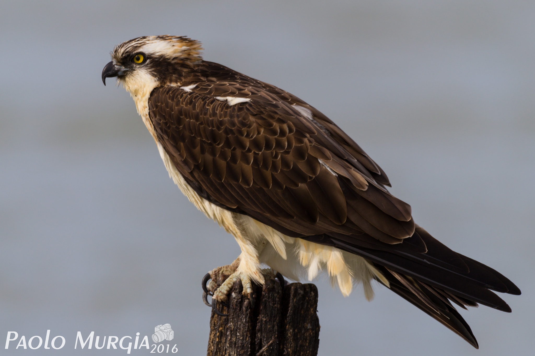 Sigma 150-600mm F5-6.3 DG OS HSM | C sample photo. Falco pescatore photography