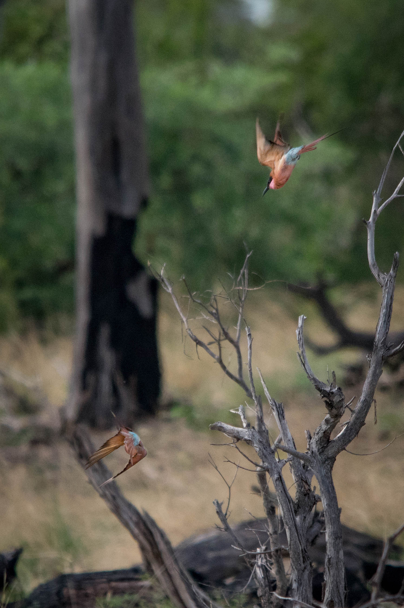 Sigma 70-200mm F2.8 EX DG Macro HSM II sample photo. Southern carmine bee-eater photography