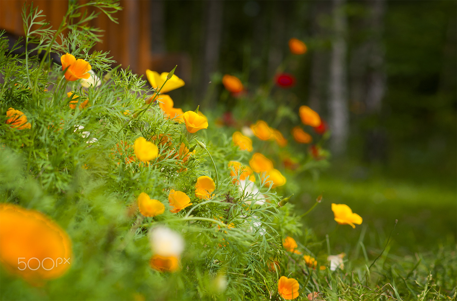 Nikon D300S + Nikon AF-S Nikkor 85mm F1.8G sample photo. Summer wind... photography