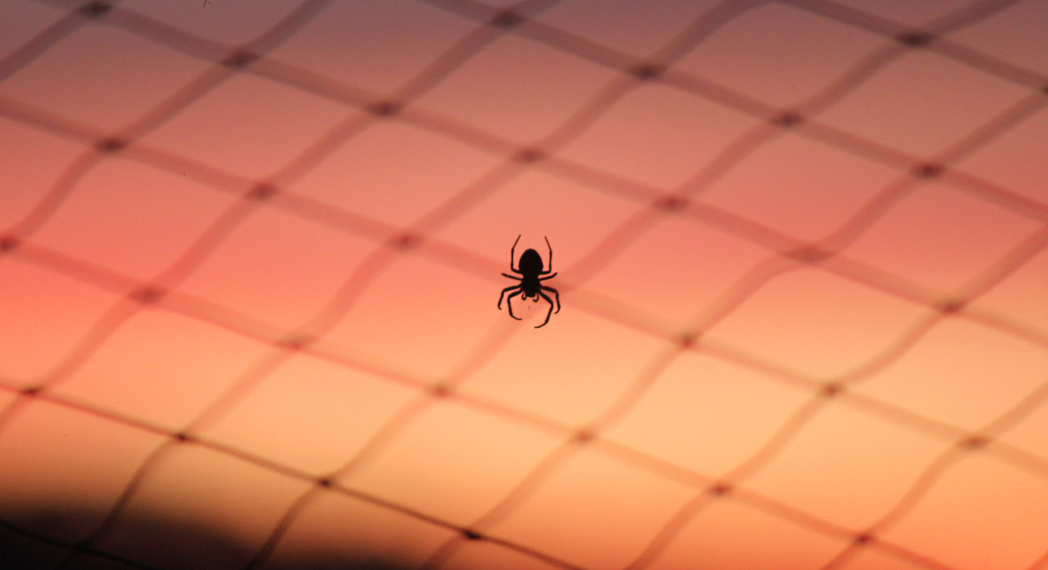 Canon EF-S 55-250mm F4-5.6 IS II sample photo. A spider in a web photography