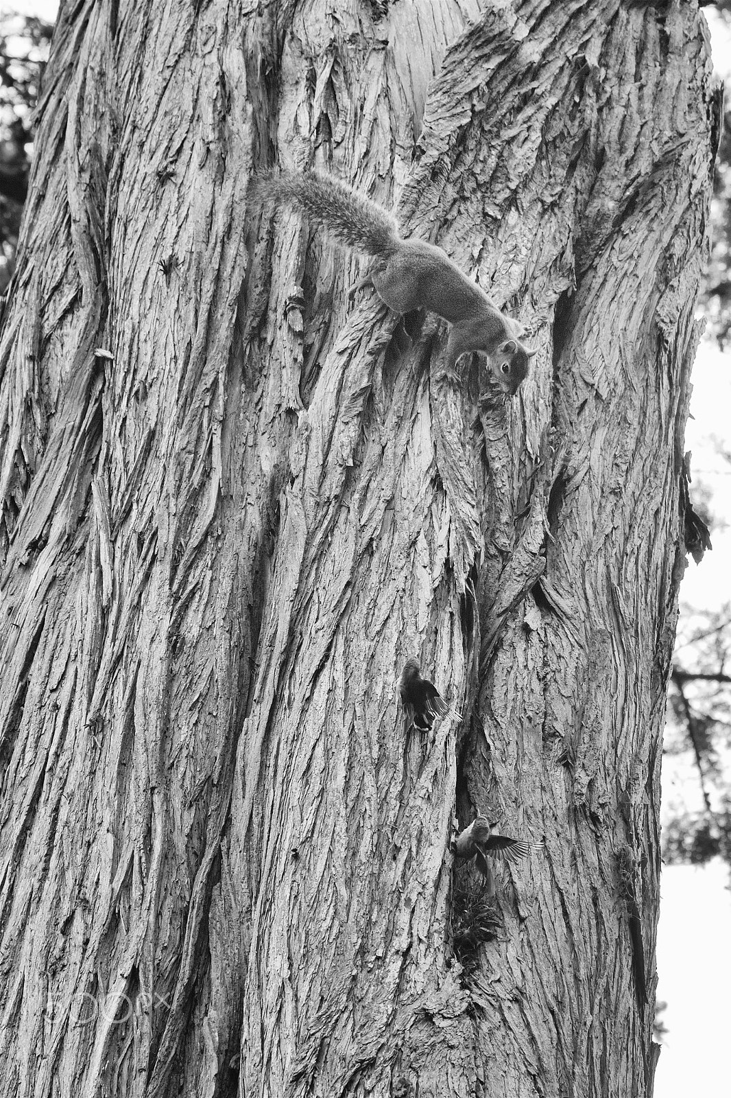 Canon EOS 100D (EOS Rebel SL1 / EOS Kiss X7) sample photo. Protect our children from this squirrel ! photography