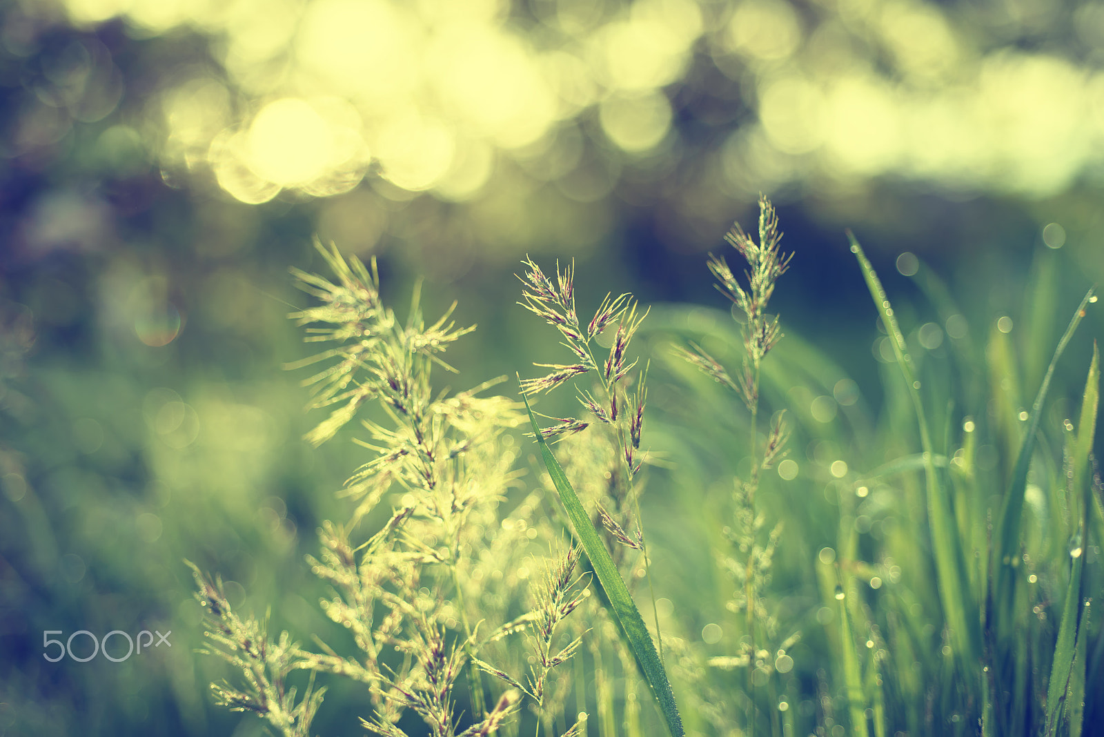 Nikon AF Micro-Nikkor 60mm F2.8D sample photo. Natural abstract sunny background photography