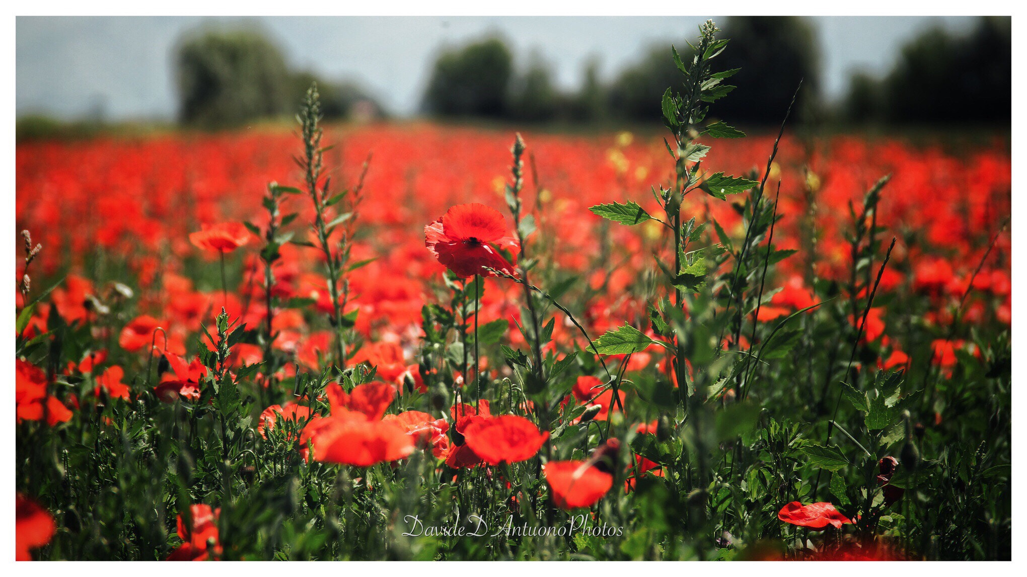 Canon EF-S 18-135mm F3.5-5.6 IS sample photo. Set in a field of poppies photography