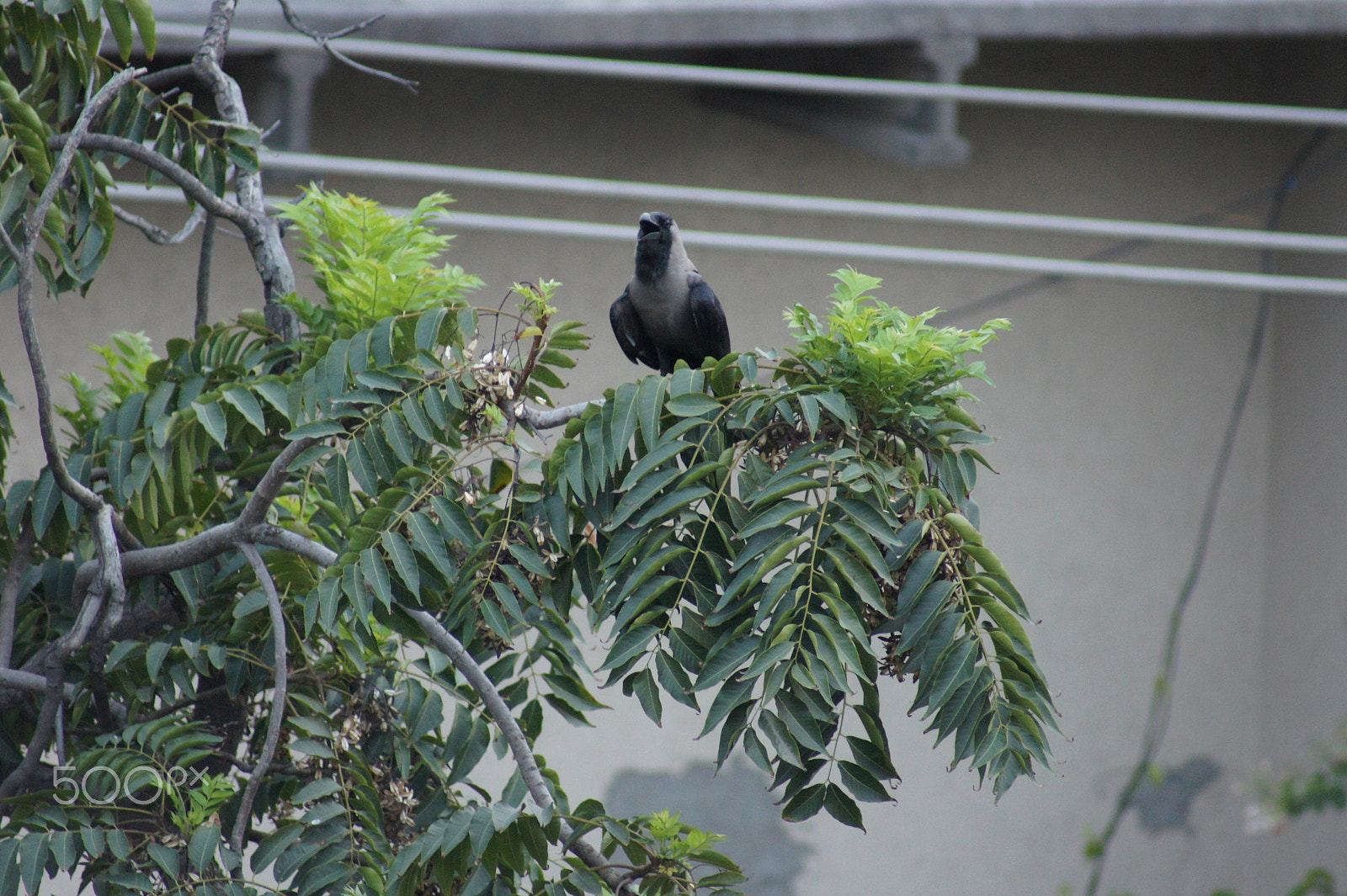 Sony 75-300mm F4.5-5.6 sample photo. Black crow photography