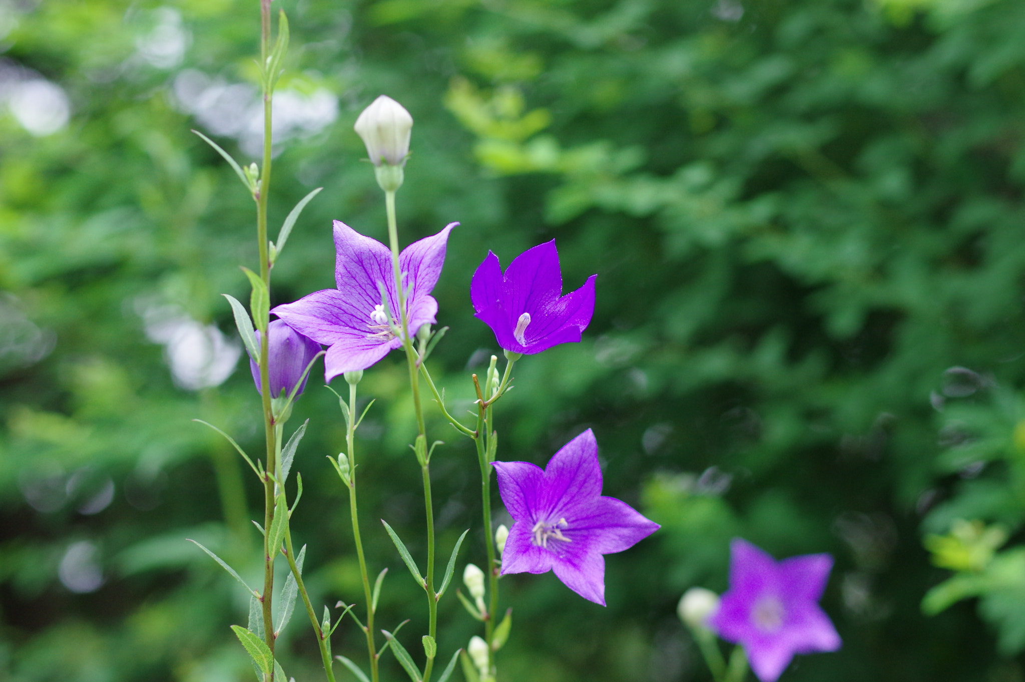 Pentax K-3 sample photo. On the way back home ..... photography