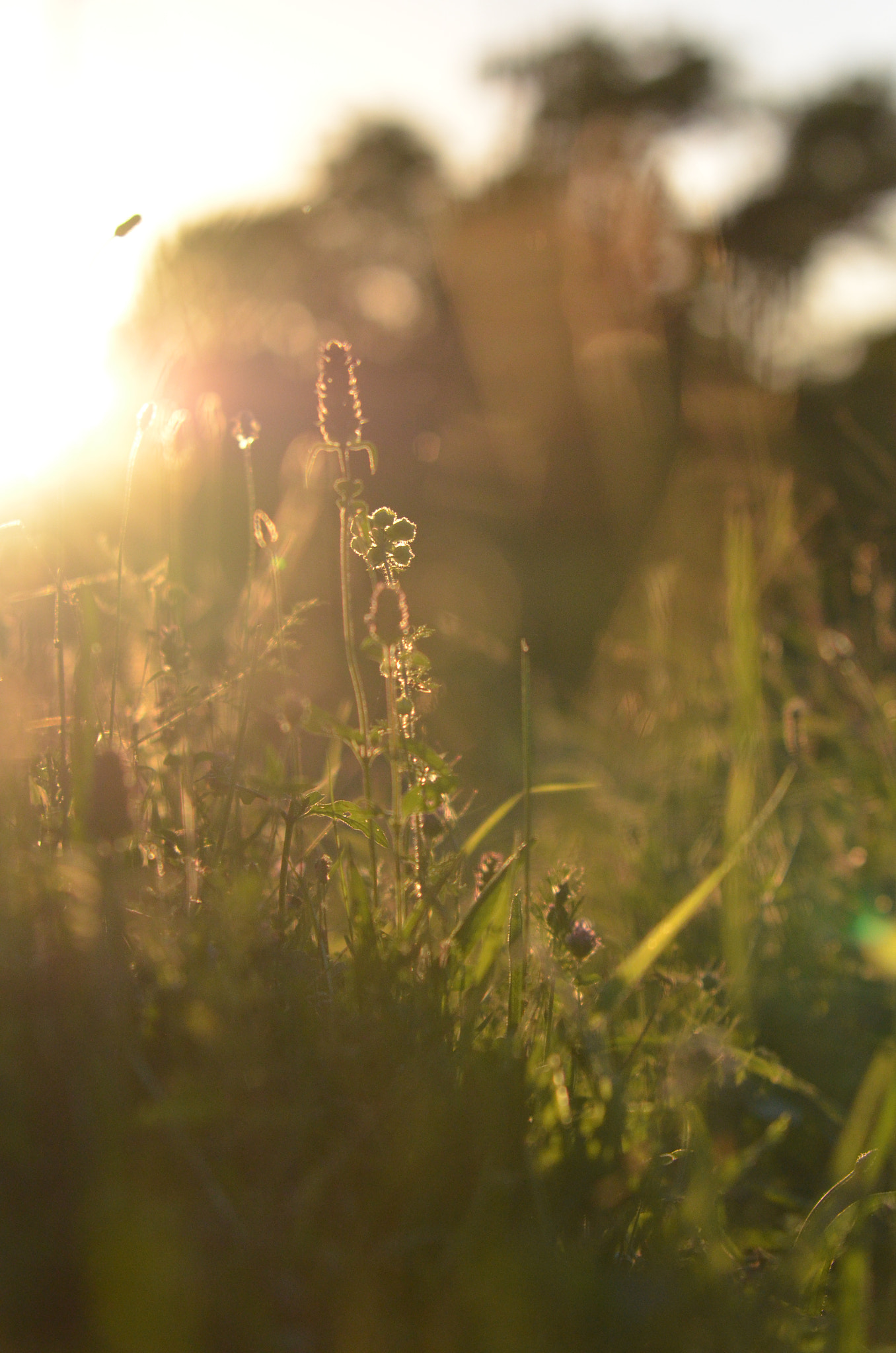 Sigma 70-200mm F2.8 EX DG Macro HSM II sample photo. Sunset... photography