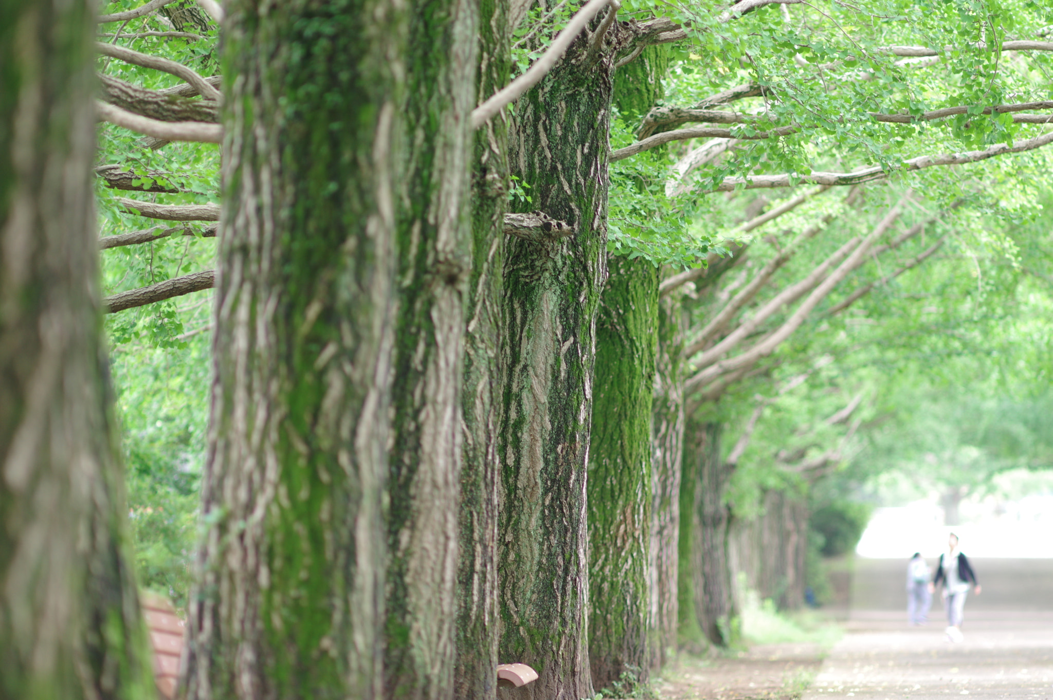 Pentax K-3 sample photo. Nice and cool temperature here in tokyo now... photography