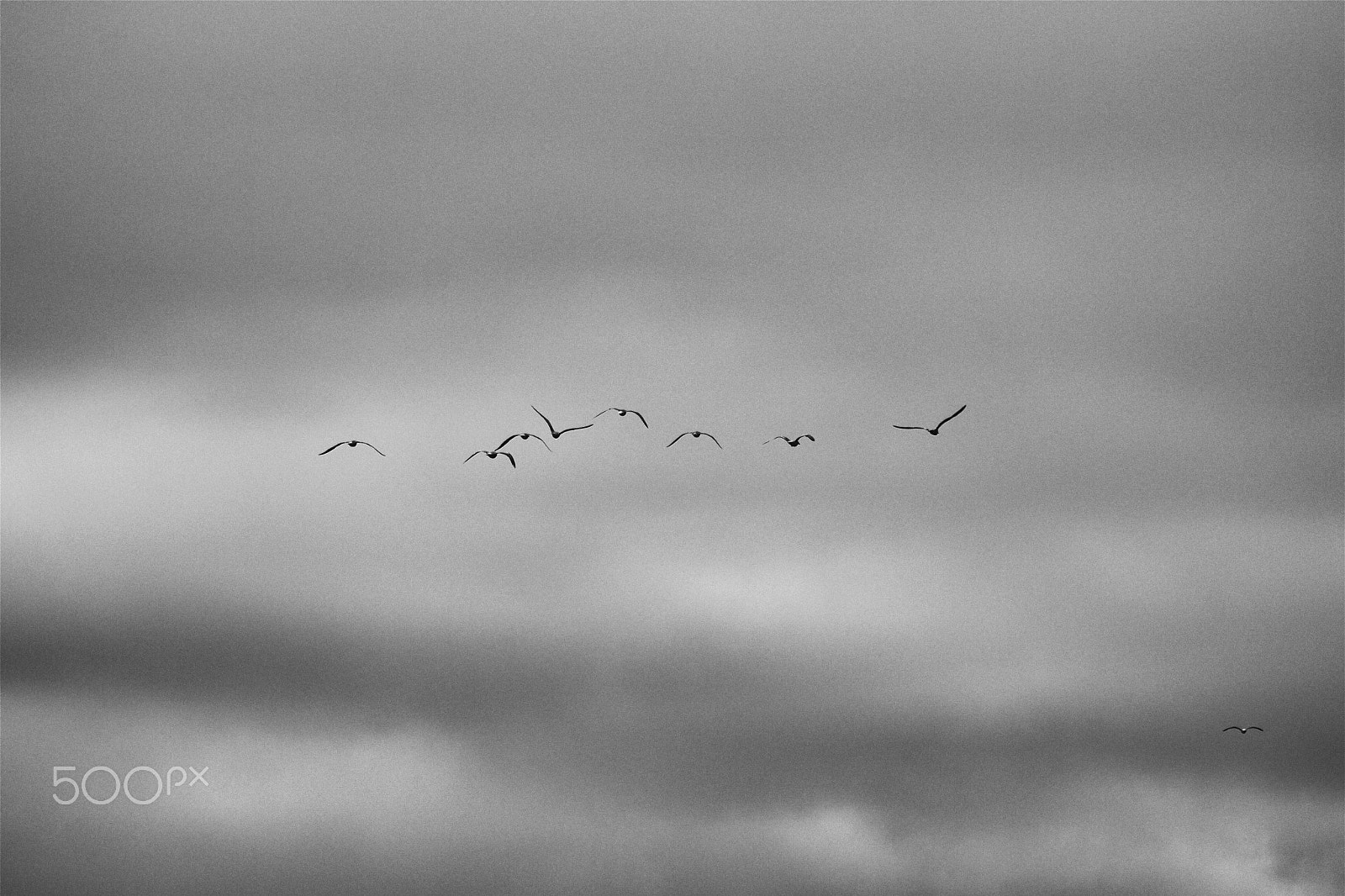 Canon EOS 100D (EOS Rebel SL1 / EOS Kiss X7) sample photo. Group of birds photography