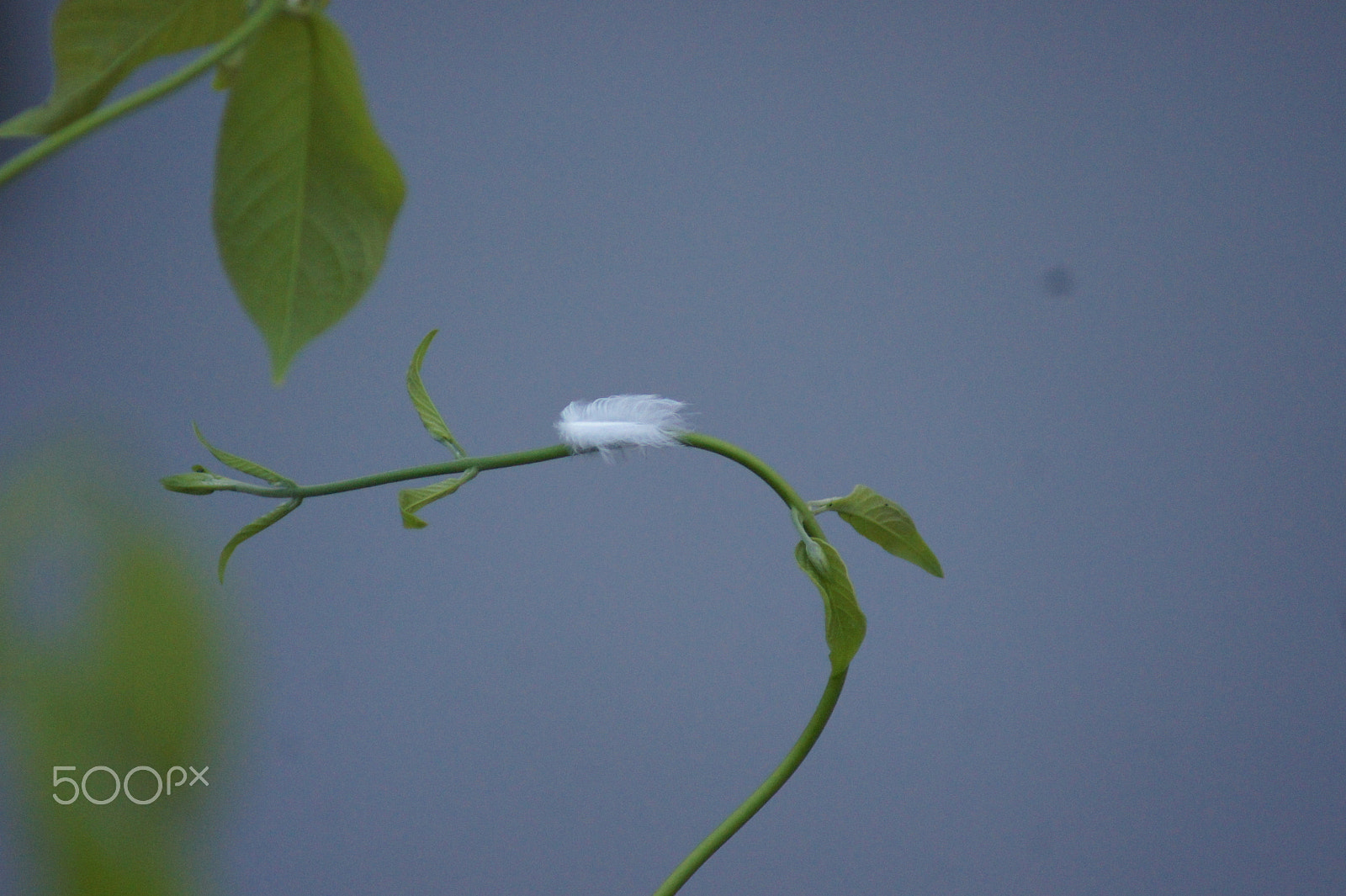Sony 75-300mm F4.5-5.6 sample photo. Hatching feather photography