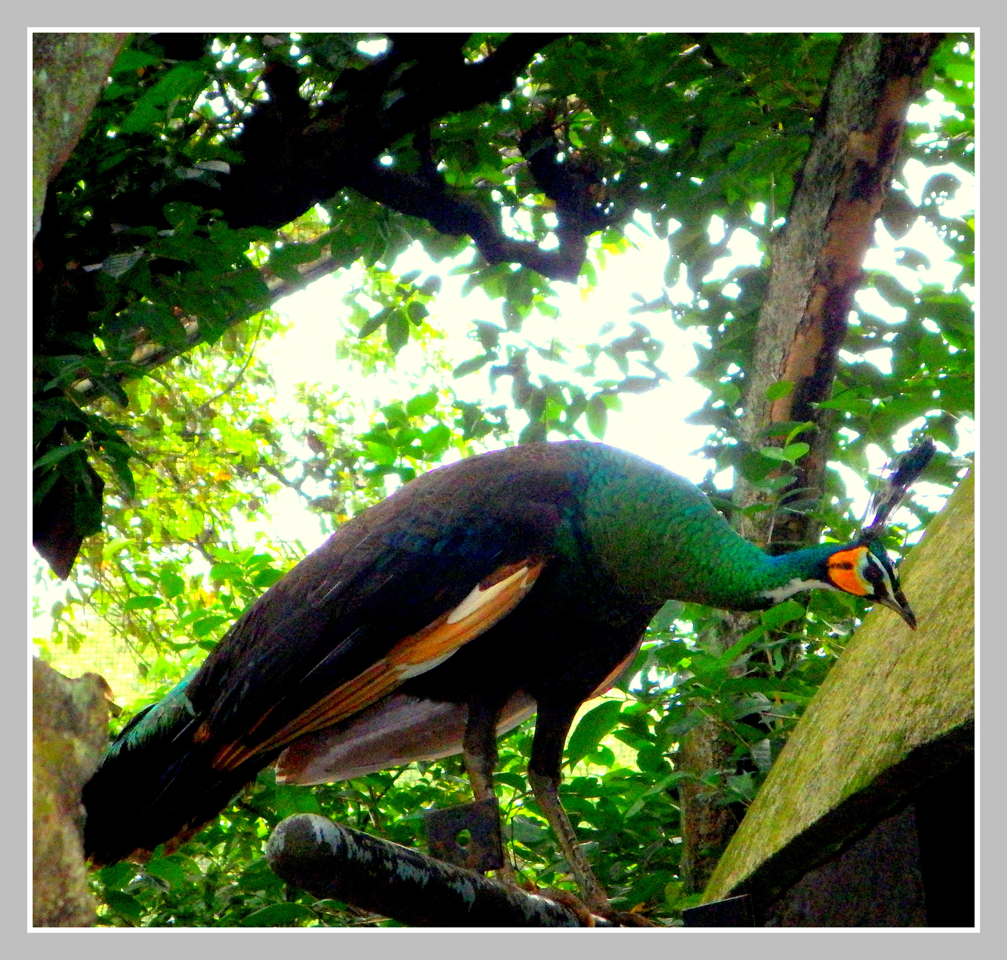 Ricoh WG-4 sample photo. Pavo muticus photography