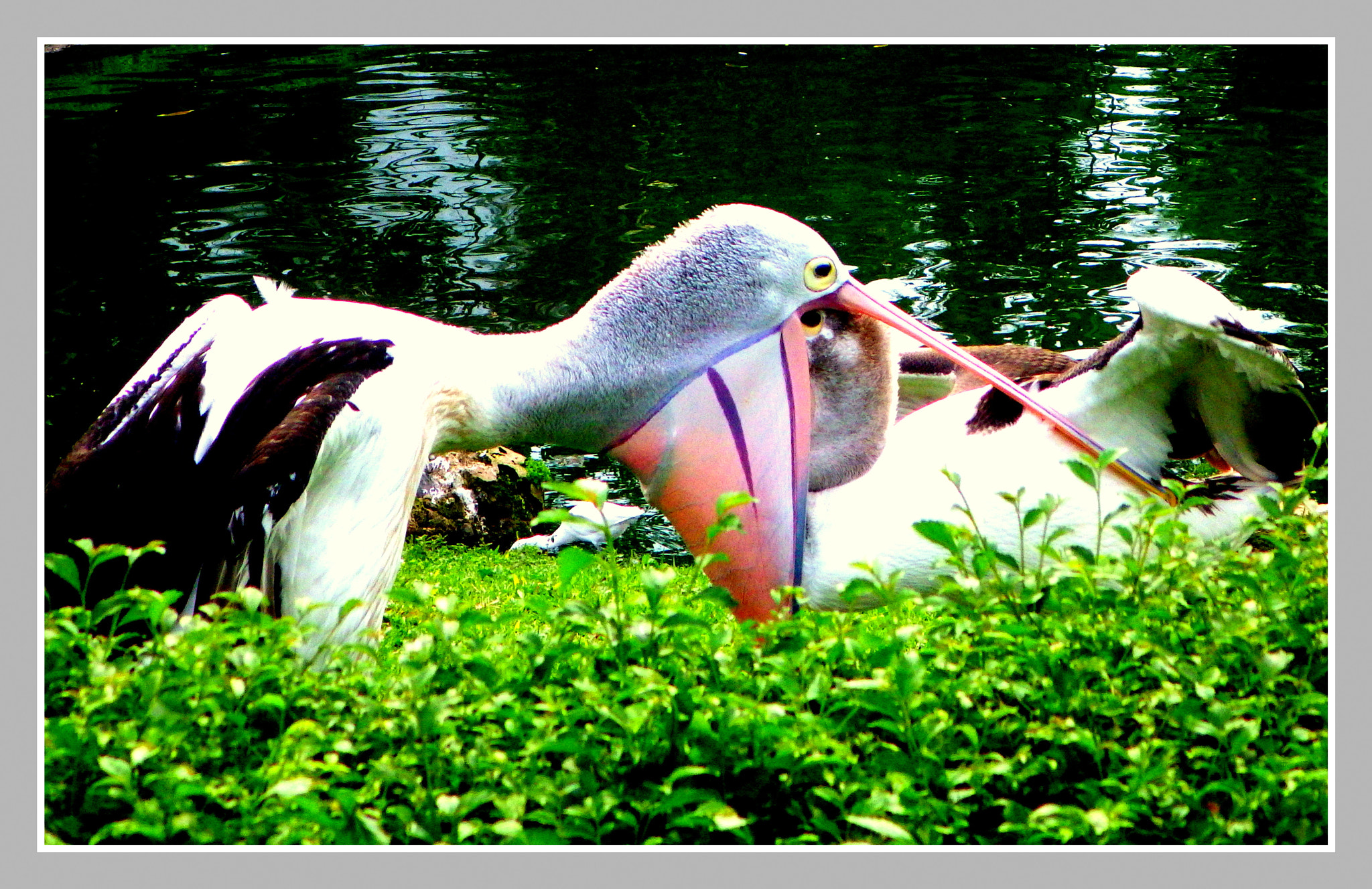 Ricoh WG-4 sample photo. Pertarungan photography