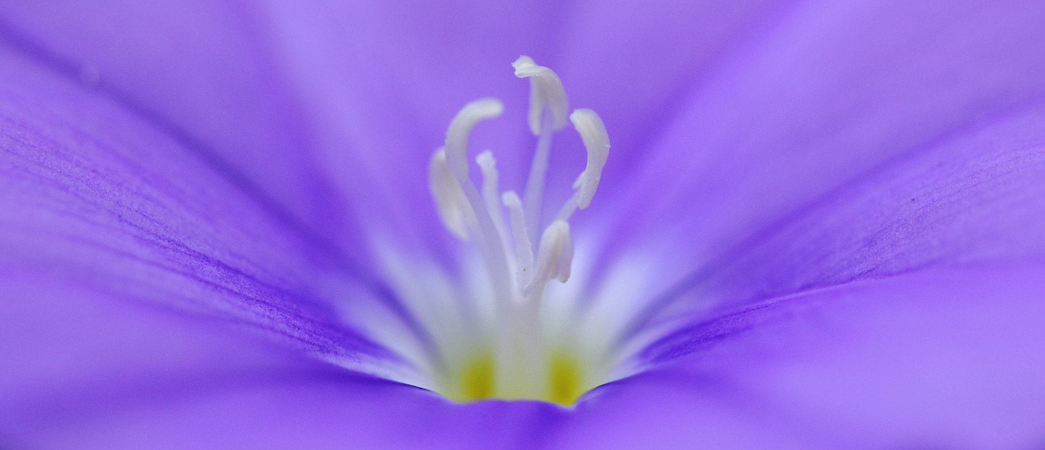 Canon EF-S 60mm F2.8 Macro USM sample photo. Purple and yellow photography