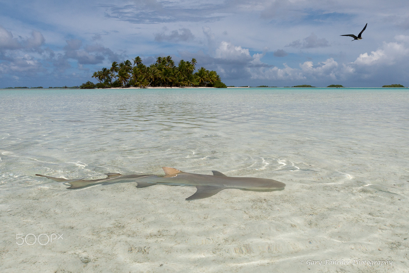 Canon EOS 30D + Canon EF 16-35mm F2.8L USM sample photo. Lemon shark and frigate race for lunch photography