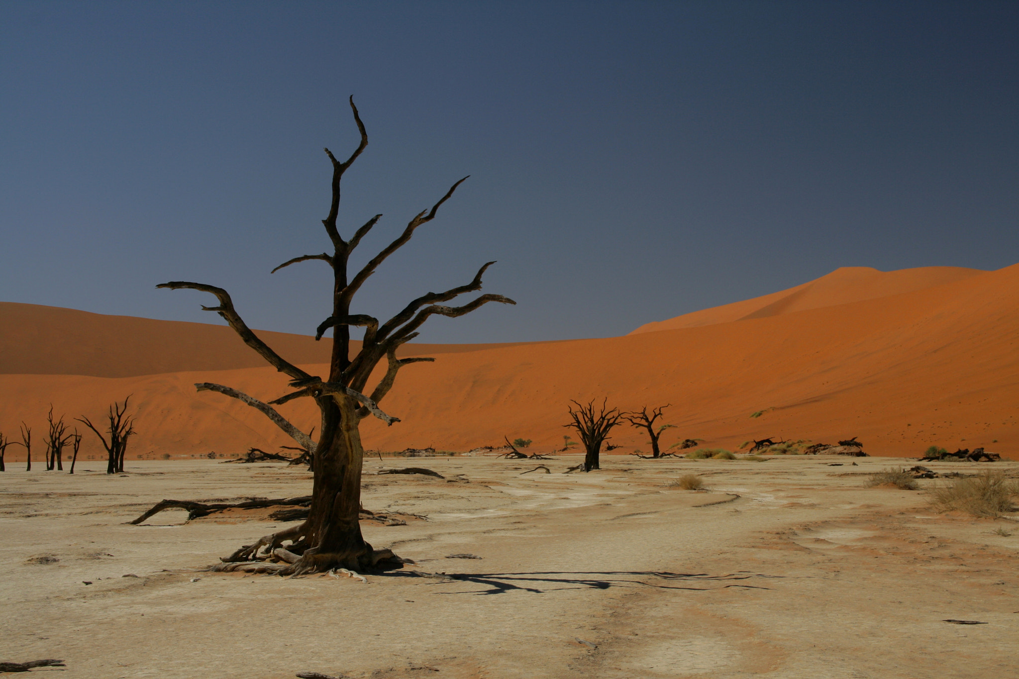 Sigma 18-125mm F3.8-5.6 DC OS HSM sample photo. Dead tree photography
