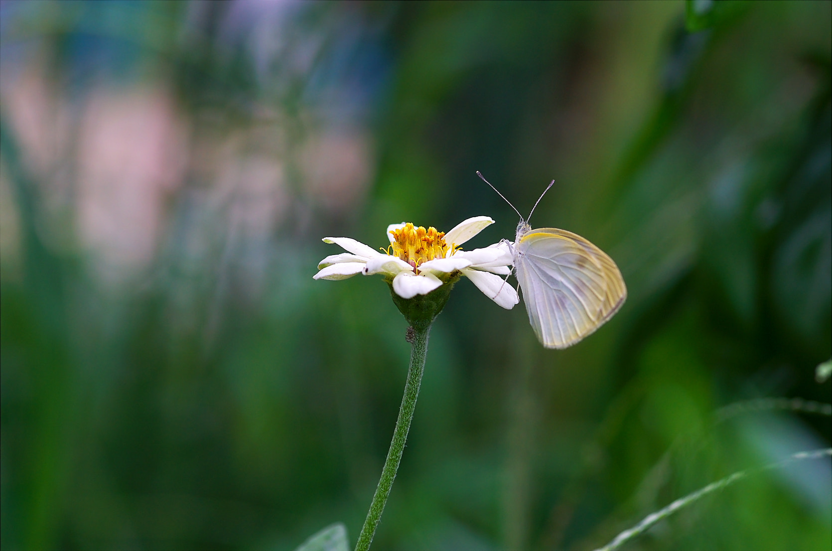 Pentax smc D-FA 100mm F2.8 Macro WR sample photo. Cabbage butterfly photography