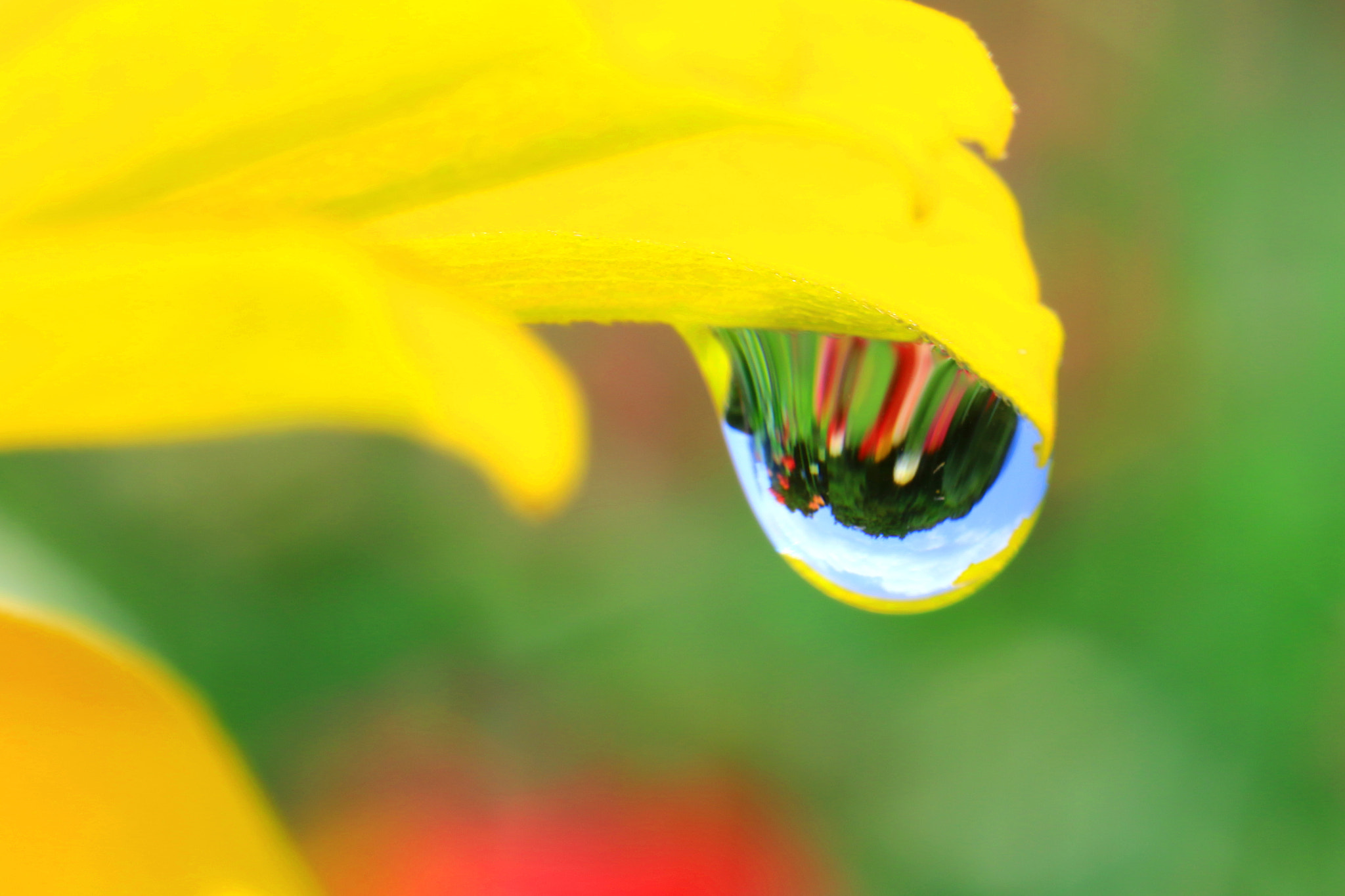 Canon MP-E 65mm F2.5 1-5x Macro Photo sample photo. Summer drop photography