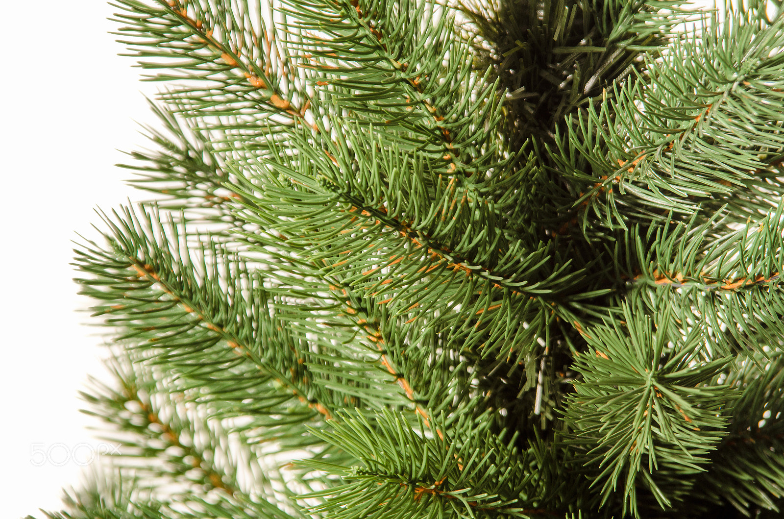 Sigma 28-200mm F3.5-5.6 Compact Aspherical Hyperzoom Macro sample photo. The artificial needles made ​​of polycarbonate photography