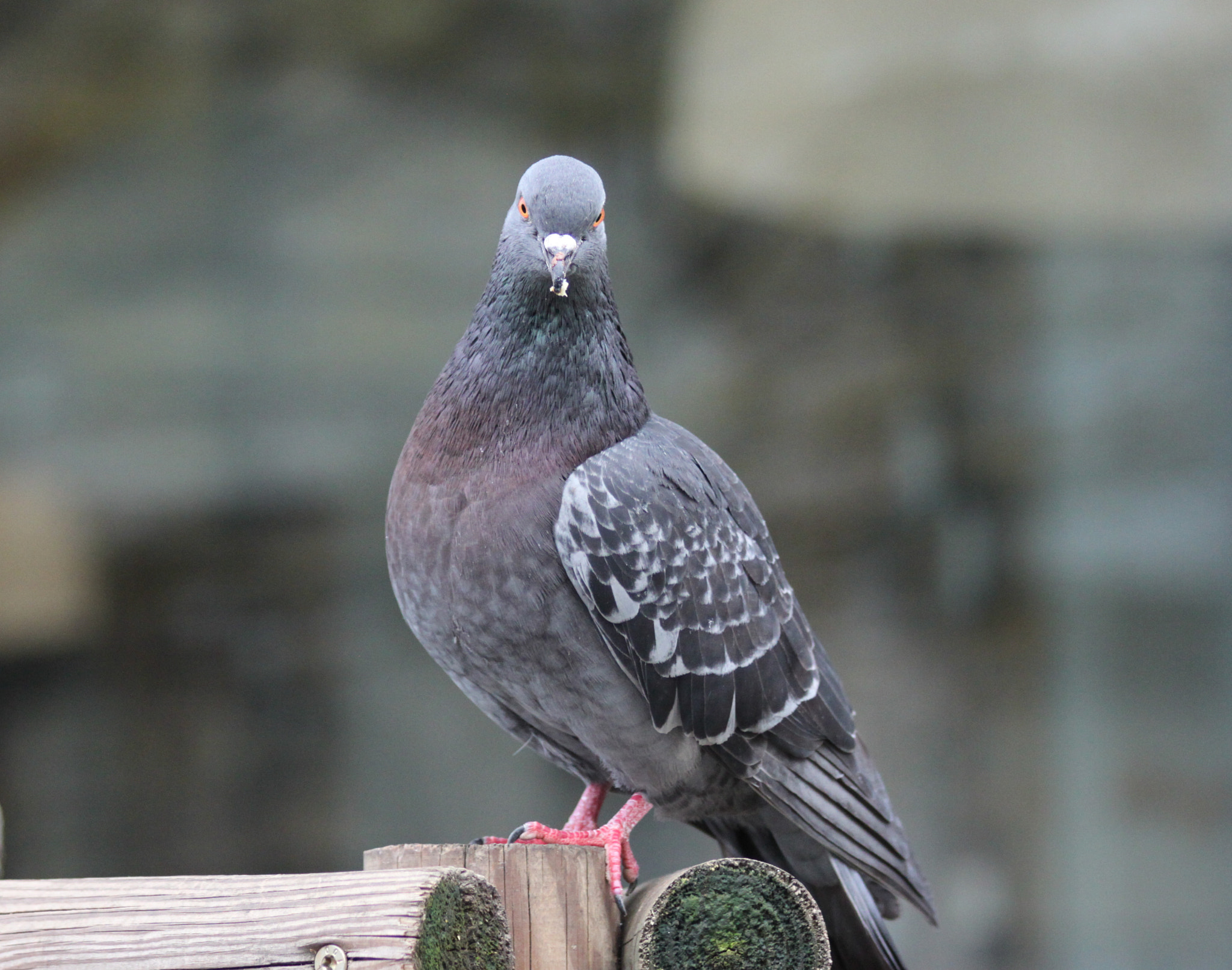 Canon EF 75-300mm F4.0-5.6 IS USM sample photo. Portrait of a milanese pigeon photography