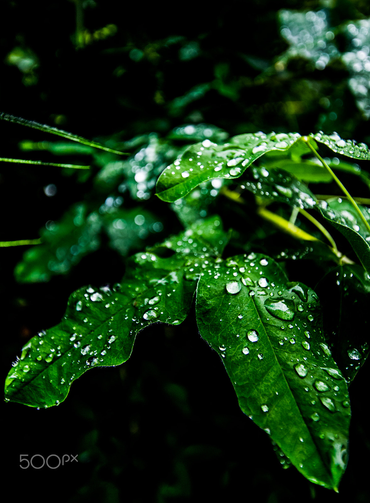 Sigma 10-20mm F3.5 EX DC HSM sample photo. After the rain photography