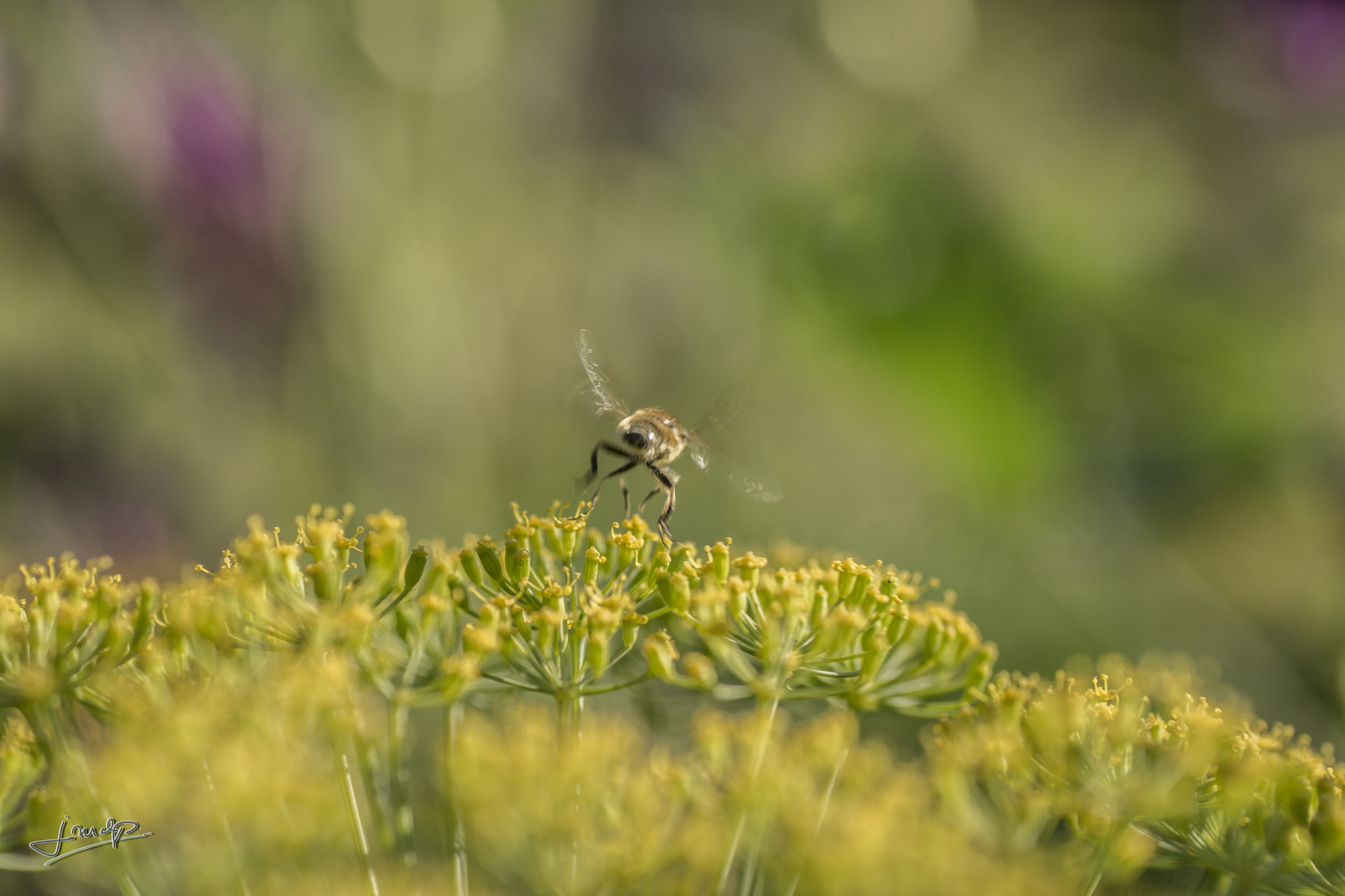 Sony SLT-A65 (SLT-A65V) + Tamron SP AF 90mm F2.8 Di Macro sample photo. 20072016--10.jpg photography