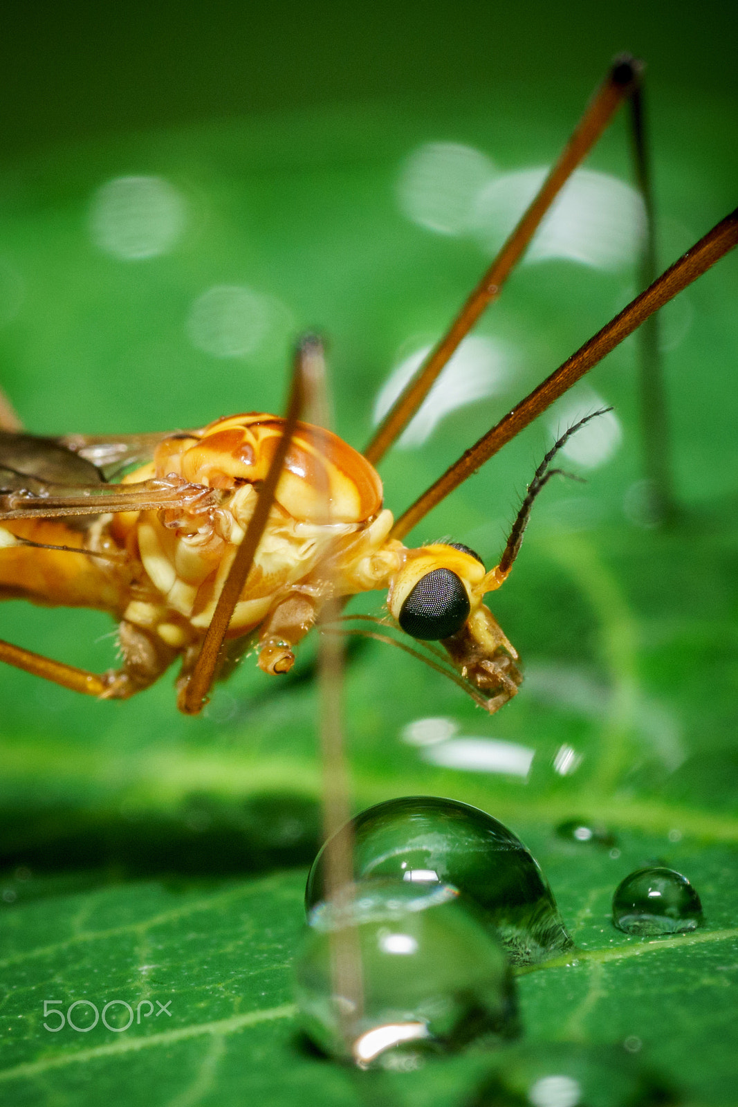 Sony a6300 + Sony FE 90mm F2.8 Macro G OSS sample photo