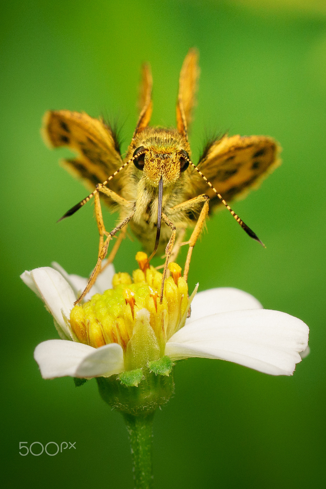 Sony a6300 + Sony FE 90mm F2.8 Macro G OSS sample photo