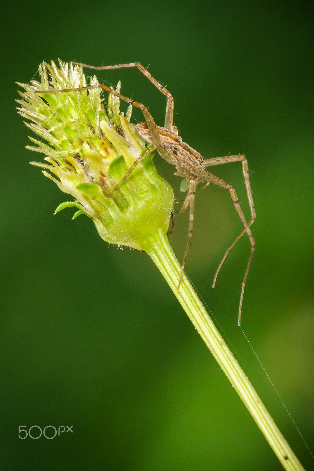 Sony a6300 + Sony FE 90mm F2.8 Macro G OSS sample photo