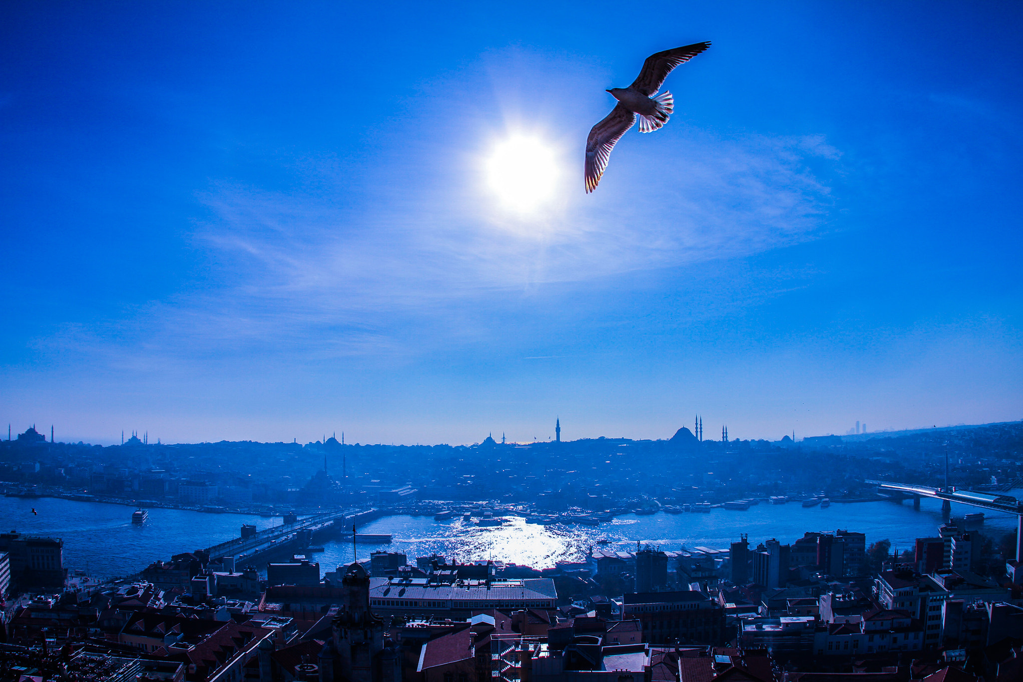 Canon EOS 7D + Canon EF 15mm F2.8 Fisheye sample photo. Eagle flying over the blue sky photography