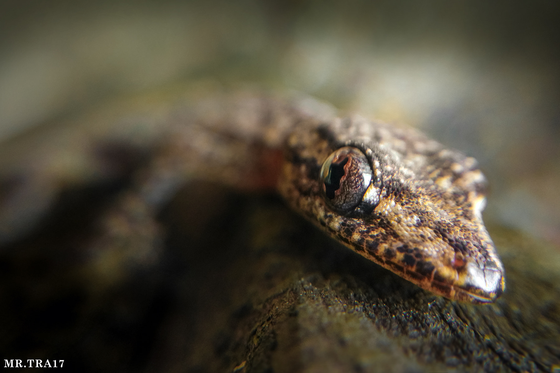 Xiaomi MI3 sample photo. House lizard photography