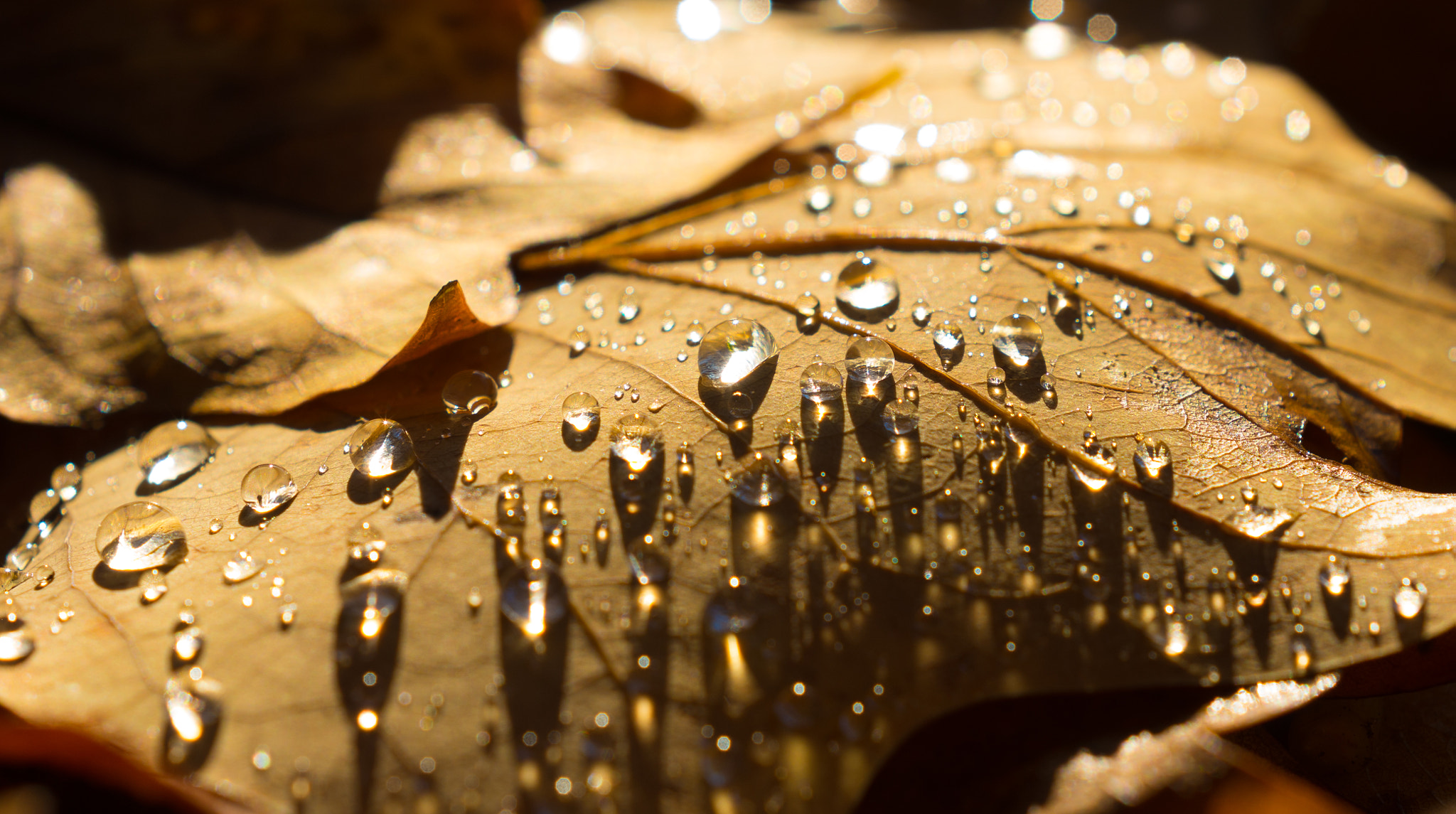 Pentax K-5 IIs sample photo. Autumn leaves photography