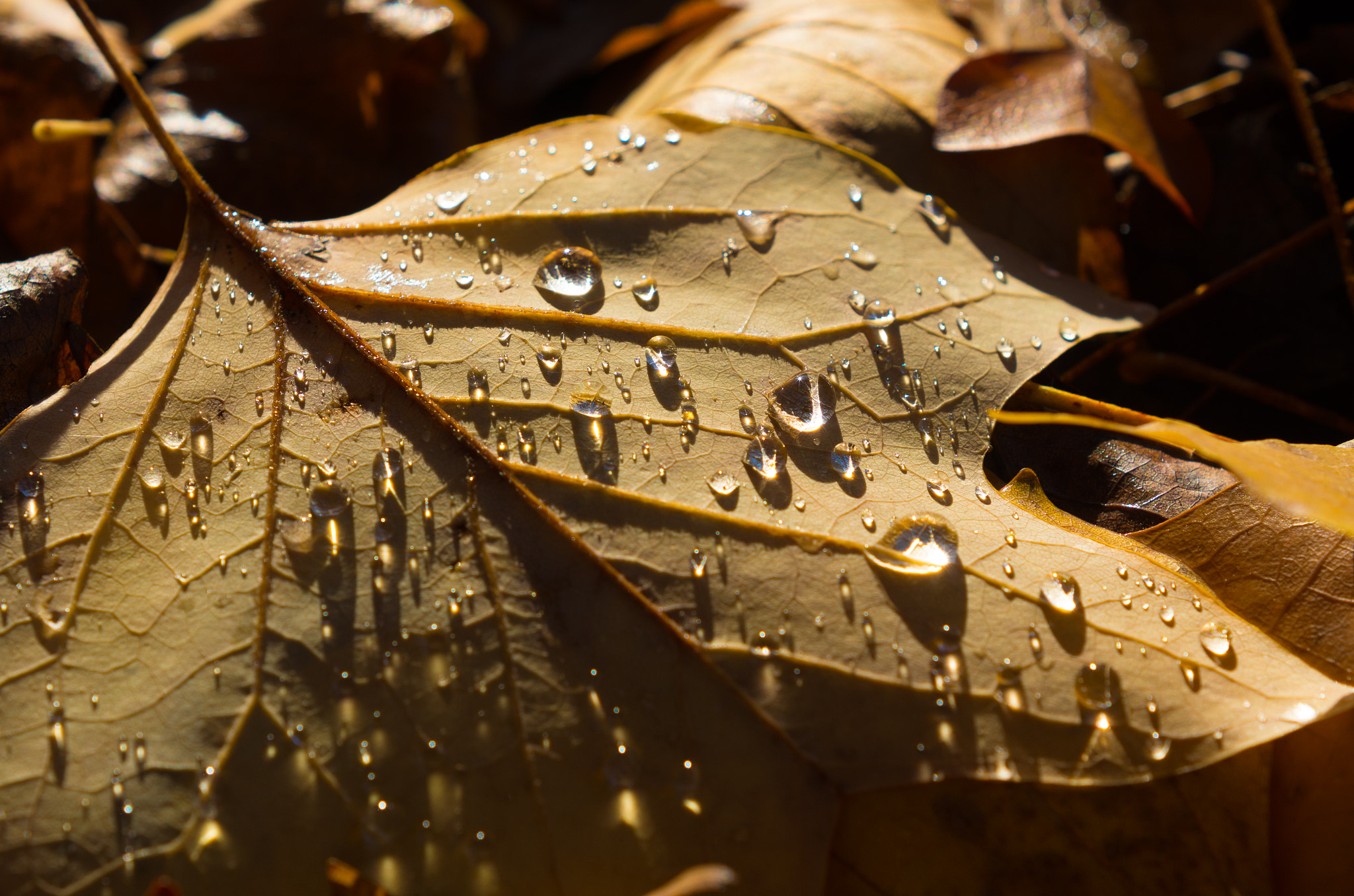 Pentax K-5 IIs sample photo. Autumn leaves photography