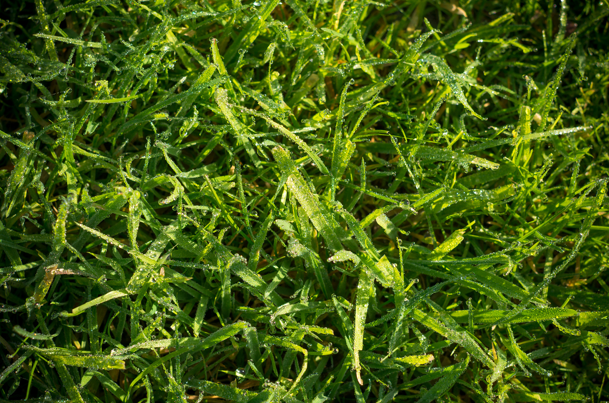 Pentax K-5 IIs sample photo. Wet grass photography