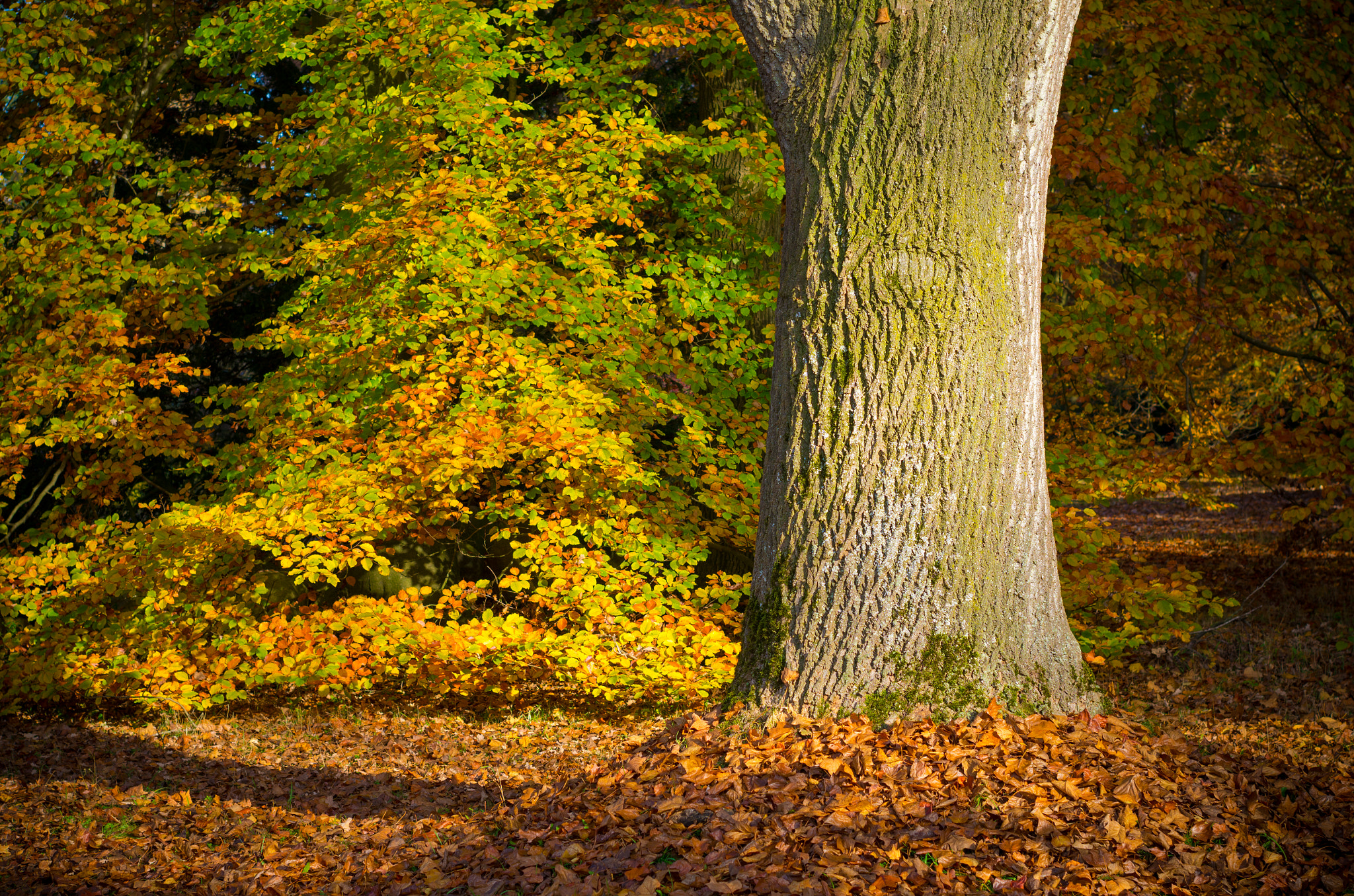 Pentax K-5 IIs + Pentax smc FA 50mm F1.4 sample photo. Oak tree trunk photography